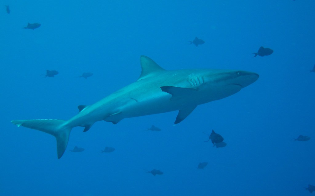 Grey Reef Shark