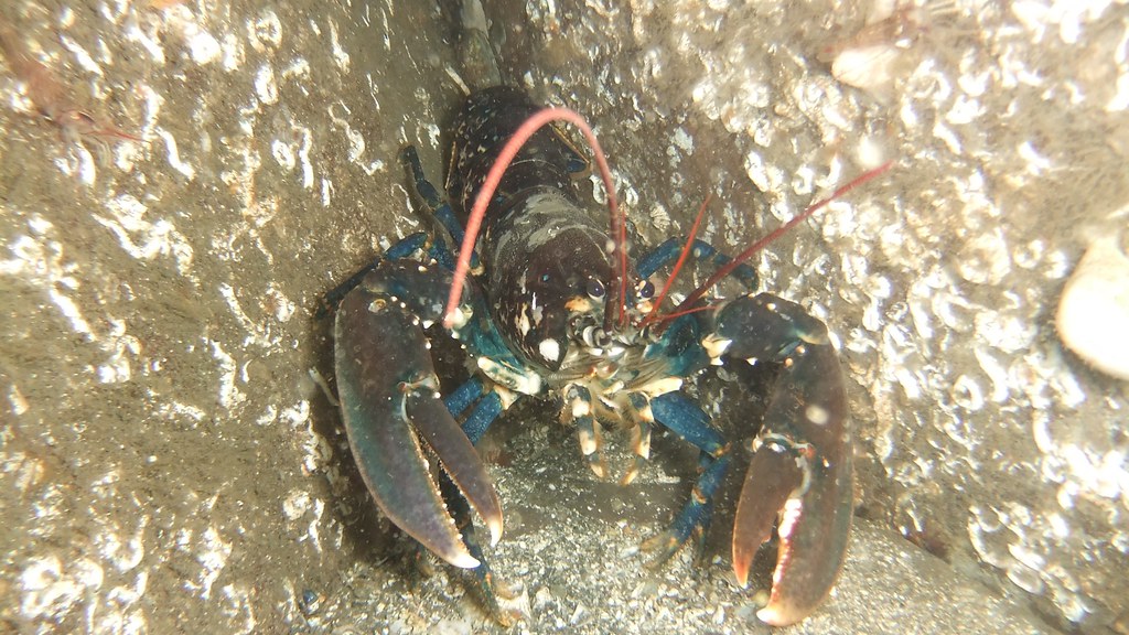 European Lobster