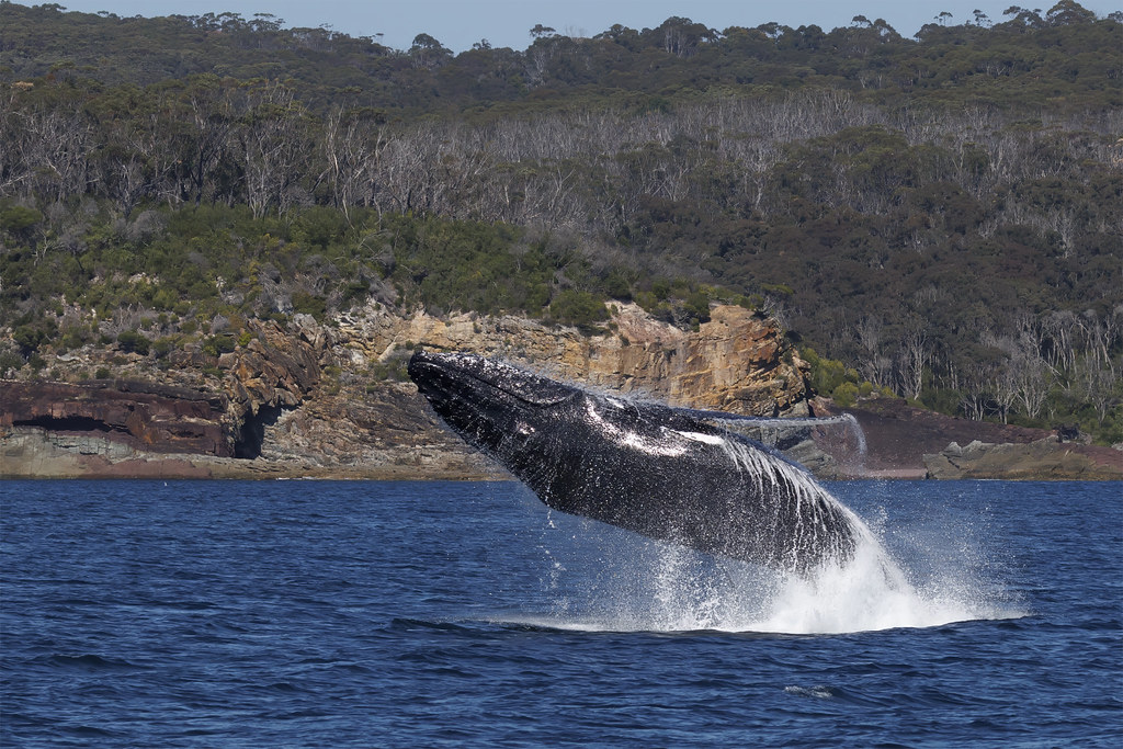 Humpback Whale