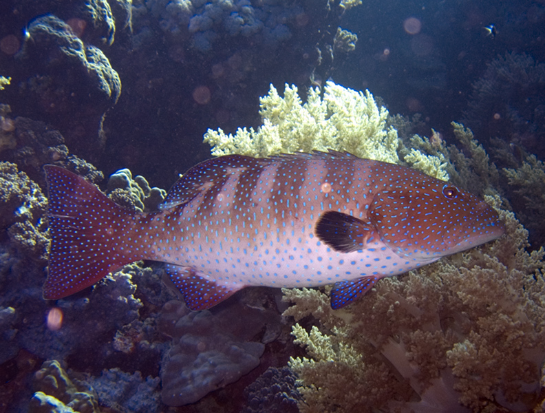 Red Sea Coral Grouper