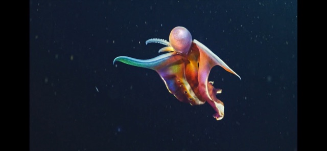 Violet Blanket Octopus