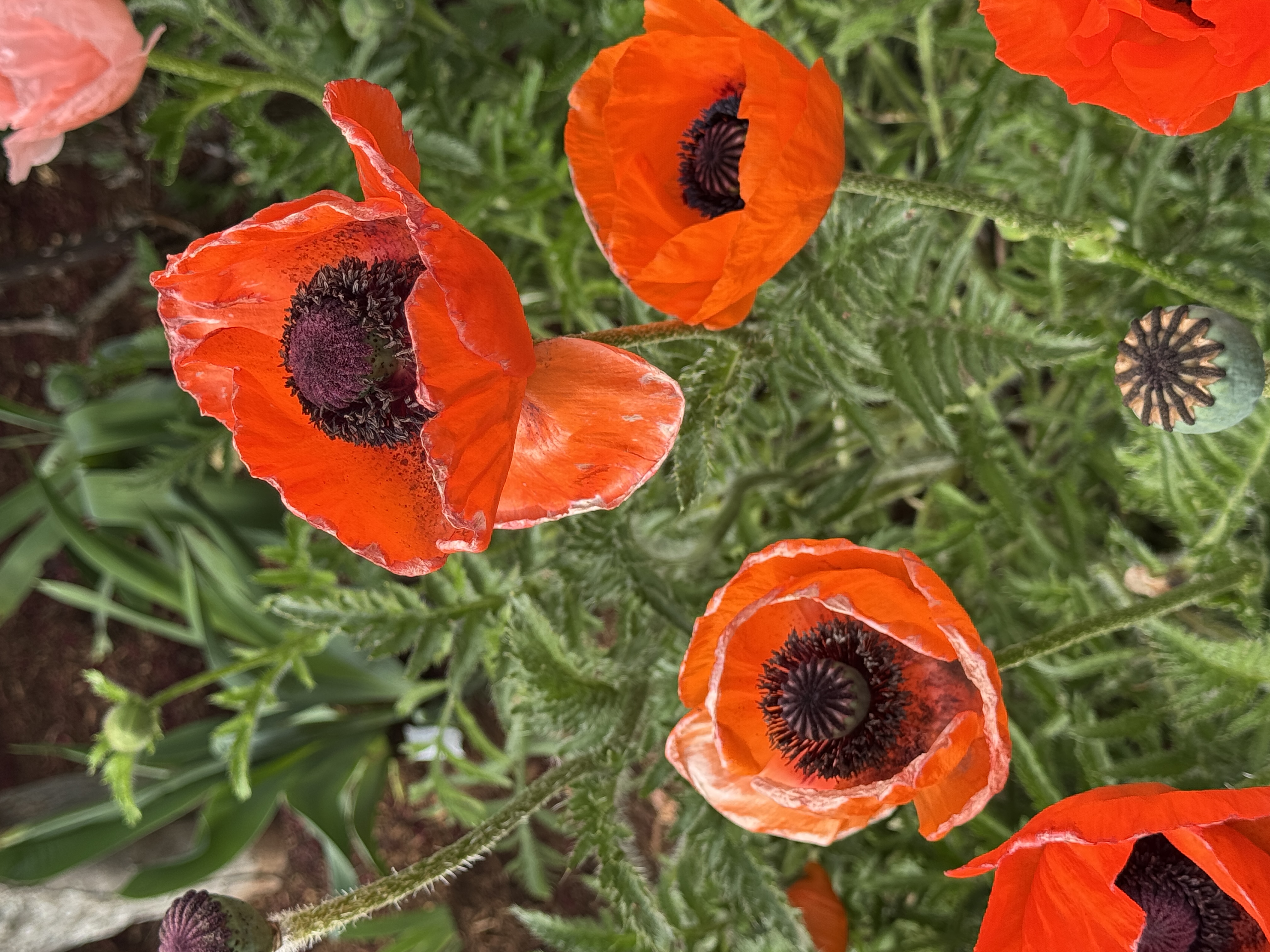 Red poppies in the field