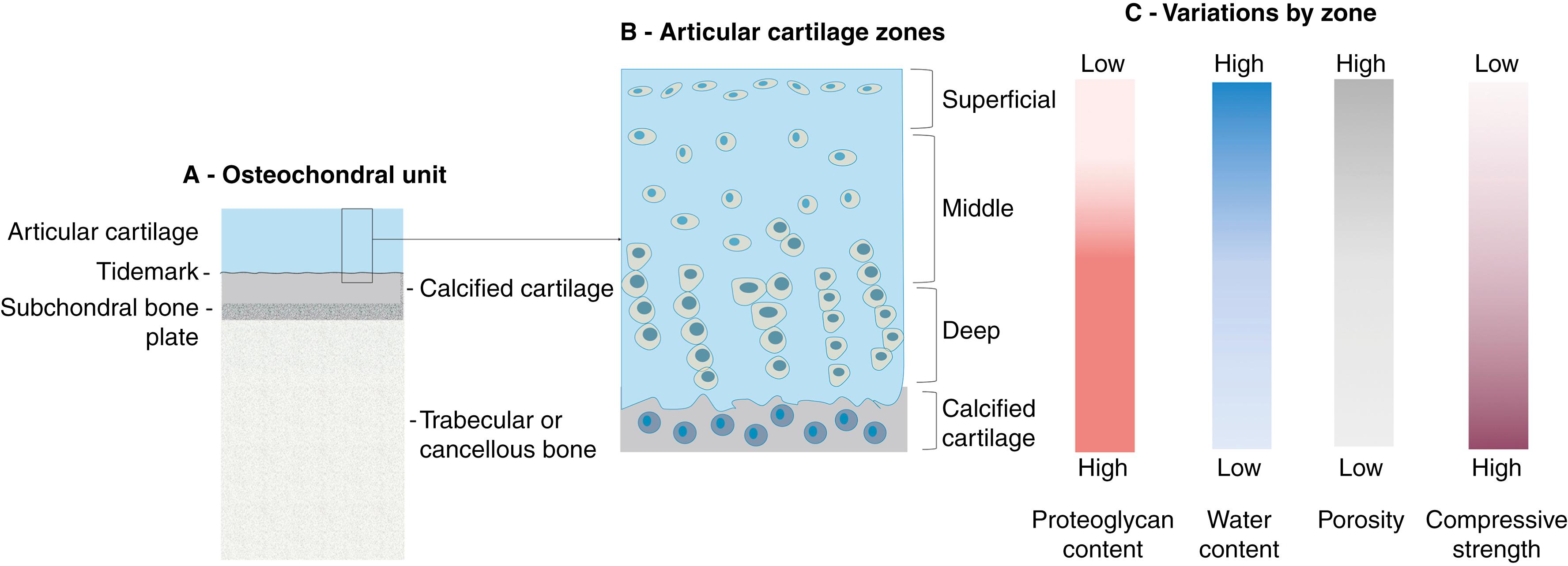 Fig. 21.1, Osteochondral unit and zones.