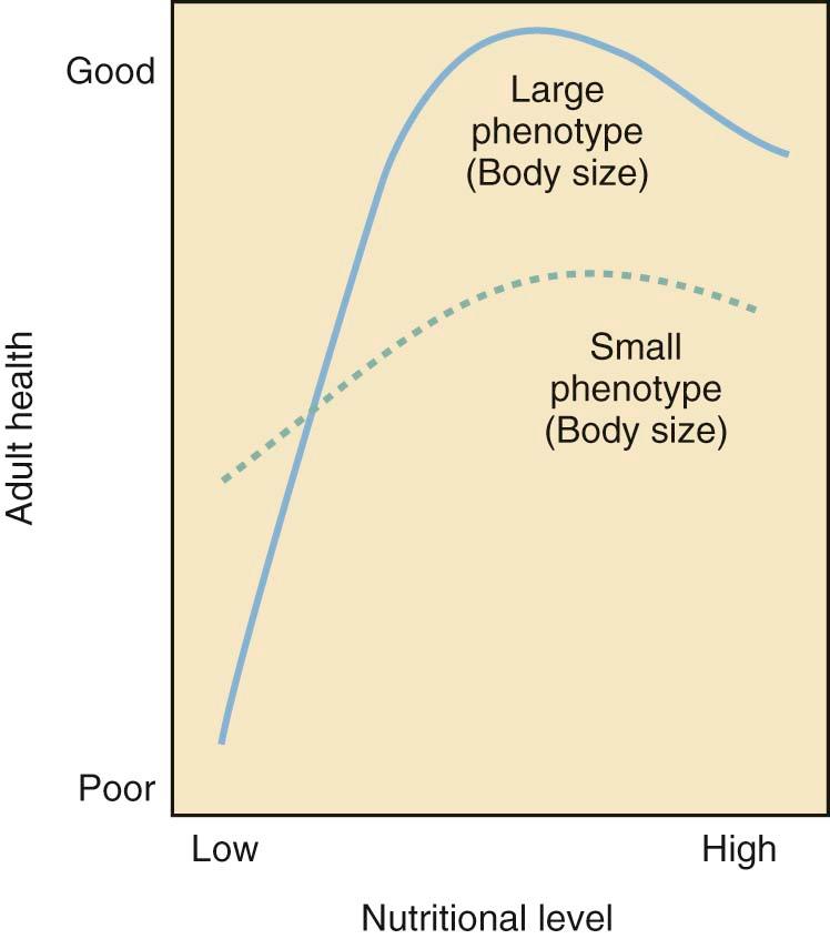 FIGURE 1-1, The potential effects of intrauterine nutrition on subsequent adult health. There are genetic, nutritional, and environmental causes of poor fetal growth leading to a small phenotype. Having a large phenotype at birth has advantages. These data form the basis of the “developmental origins of adult disease” hypothesis (Barker hypothesis). Having a low birth weight increases the risk for diseases and conditions such as hypertension, atherosclerosis, stroke, and diabetes later in life. For example, a nutritionally deprived fetus in utero may develop insulin resistance as an adaptation to preserve glucose supply to the brain rather than releasing it from the circulation to other less important tissues. Later in life, the insulin resistance that was protective in utero could increase the risk of diabetes as an adult.