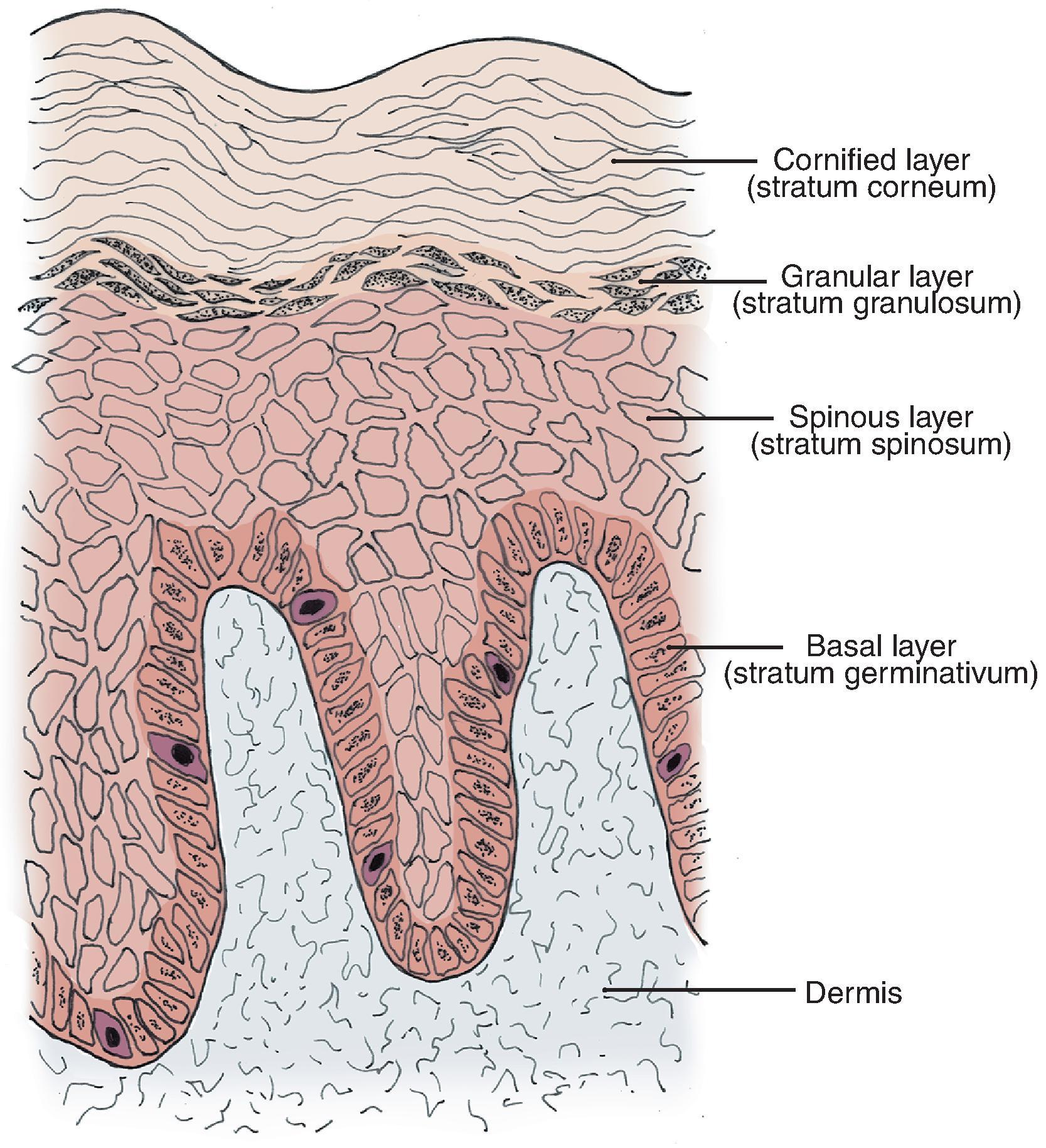 FIG. 1.5, Layers of epidermis.