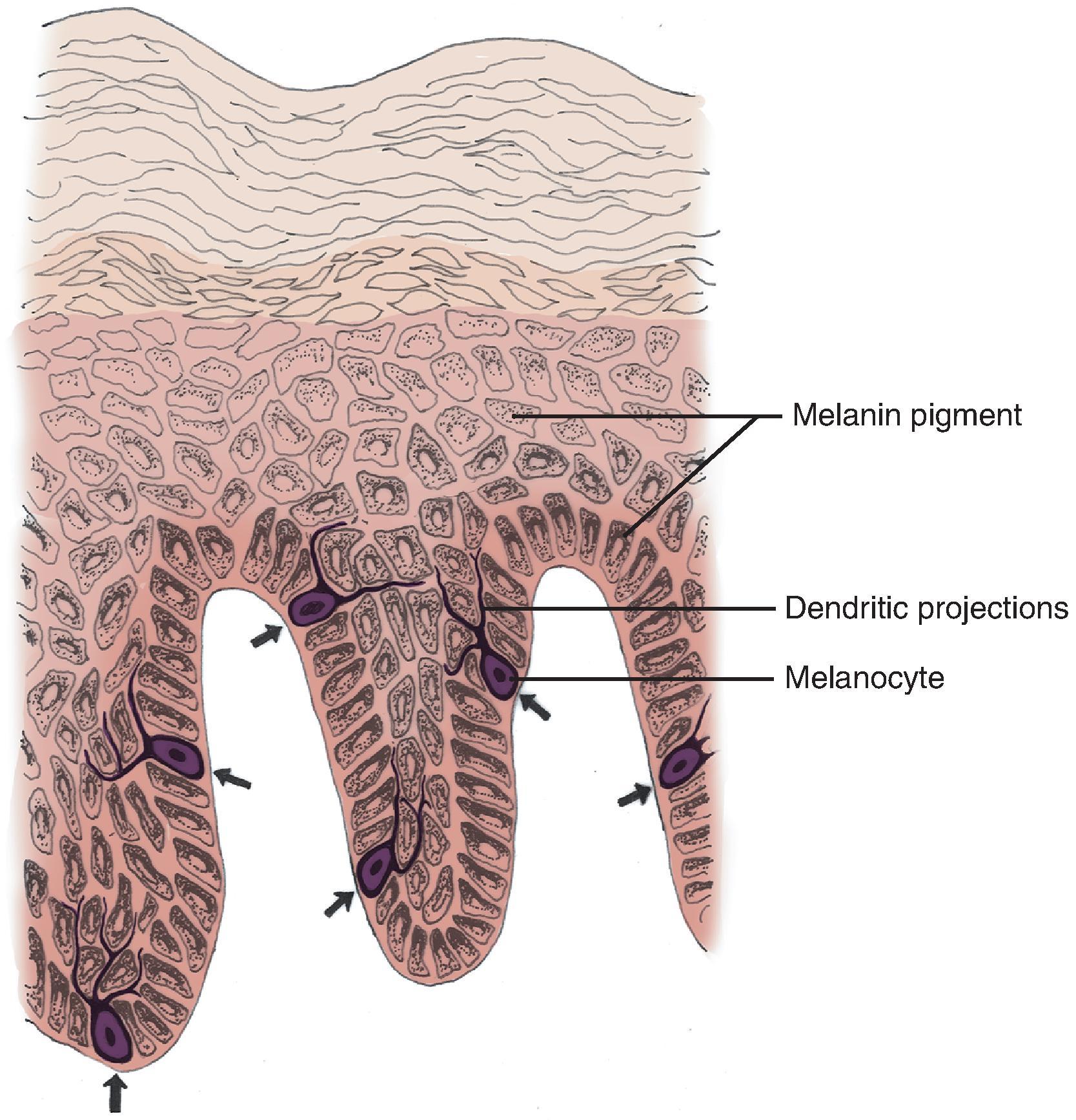 FIG. 1.6, Melanocytes in basal layer (arrows) project stellate, dendritic processes to surrounding keratinocytes in basal and spinous layers (epidermal melanin unit). Note the umbrella-like distribution of melanin pigment over keratinocyte nuclei.