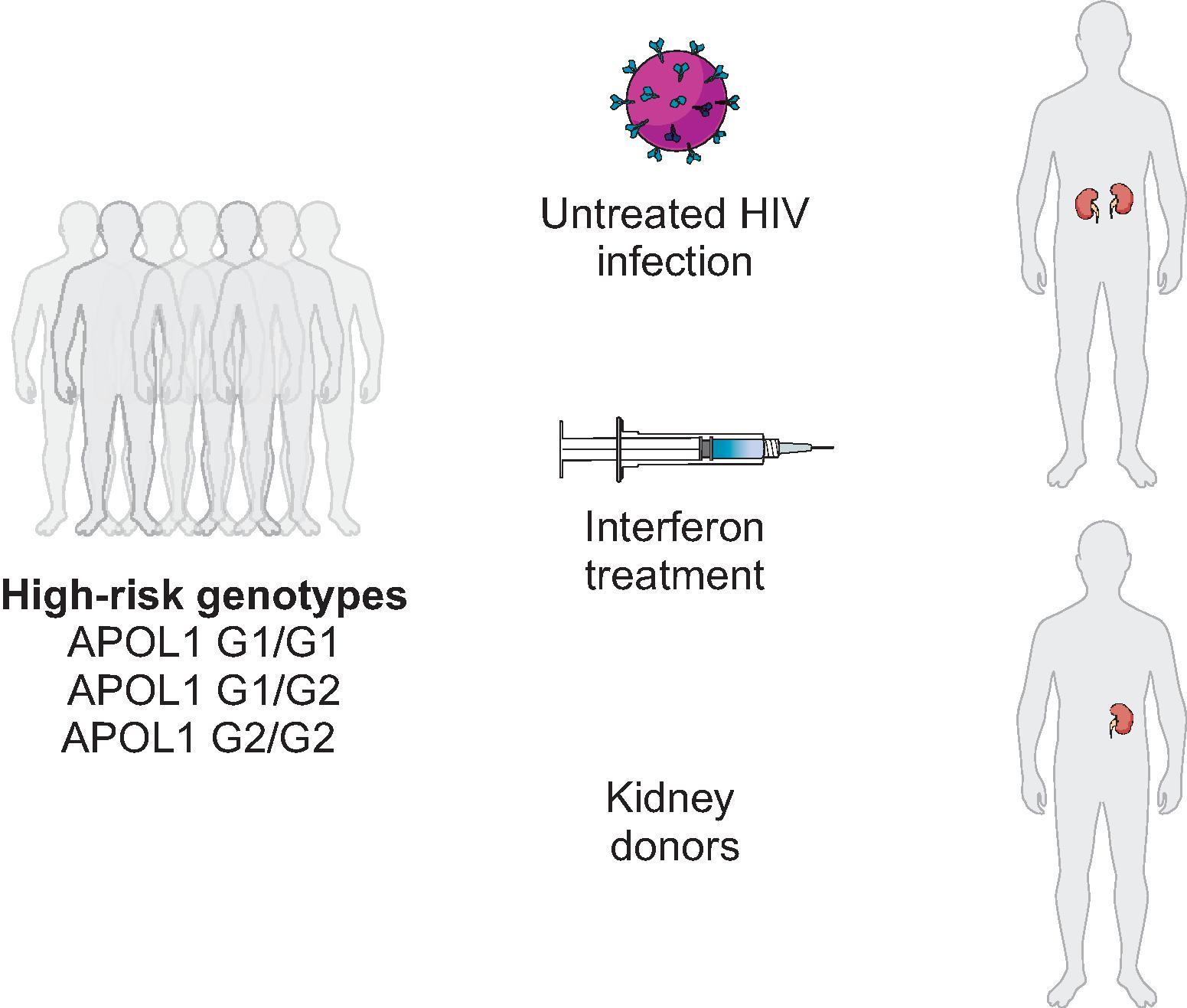 Fig. 36.1, Identifying individuals with APOL1 high-risk genotypes at increased risk for chronic kidney disease (CKD).