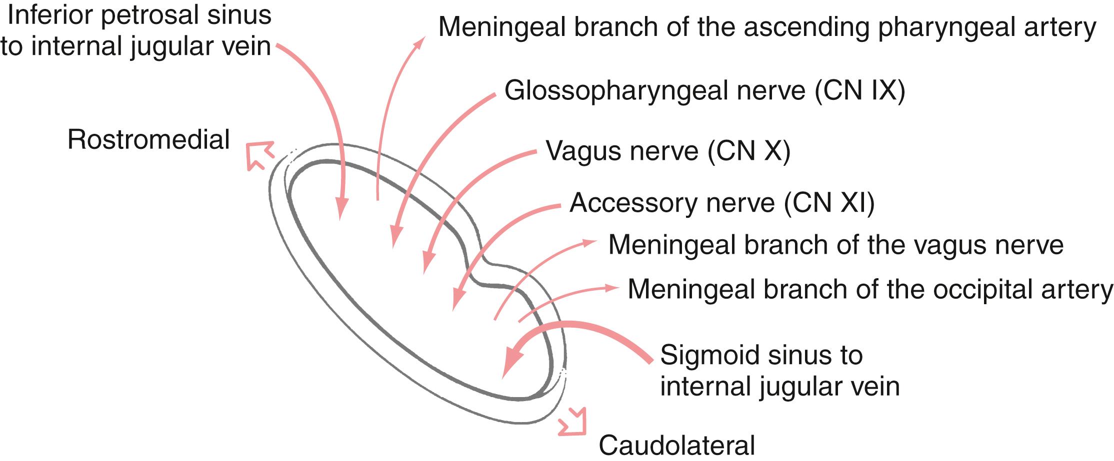 Fig. 14.8, The right jugular foramen and its contents as viewed from the inside floor of the cranial cavity. The direction and size of the arrows indicate the relative size of structures entering or exiting the foramen. CN, cranial nerve.