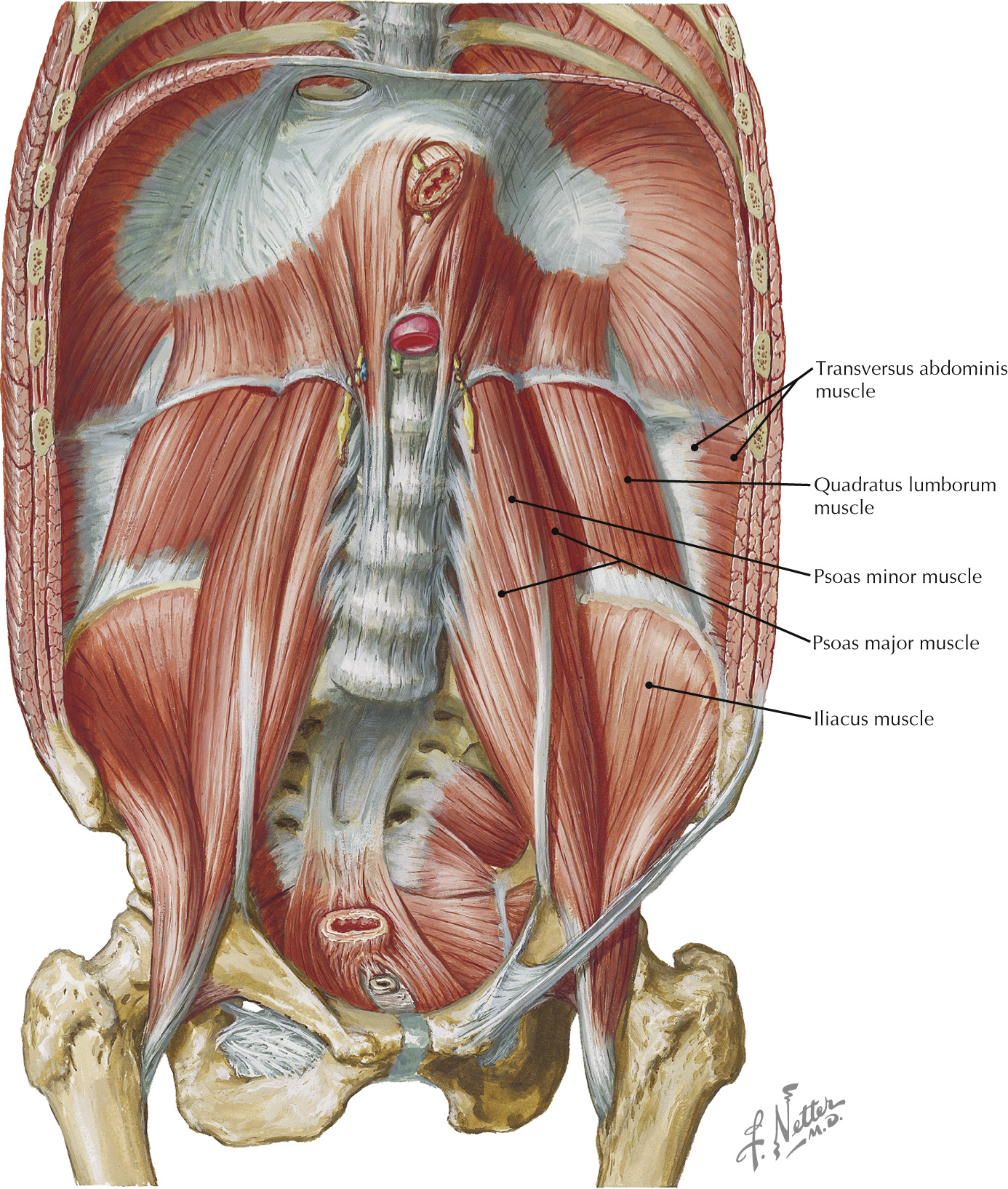 Muscles of the posterior abdominal wall