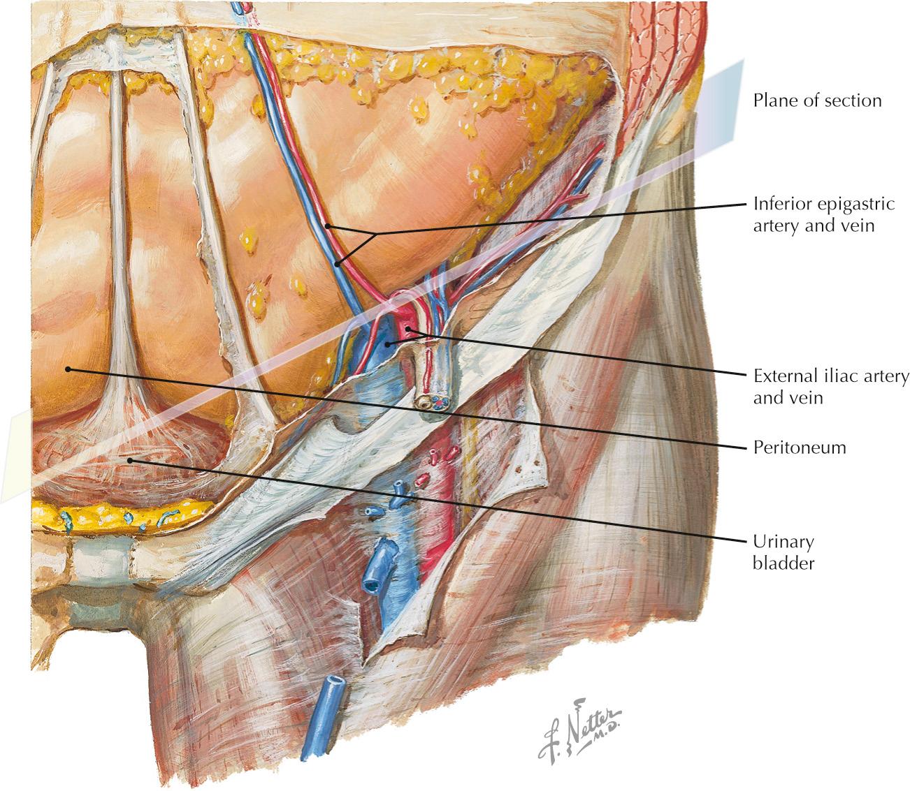 Anterior view of the inguinal region