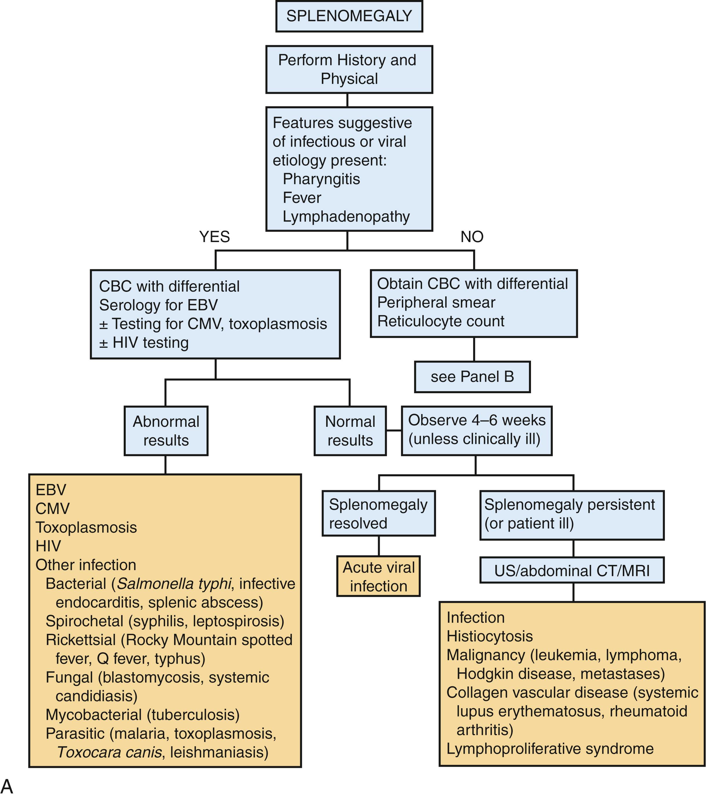 Fig. 20.8, A and B, Approach to the child with splenomegaly. CMV, cytomegalovirus; CXR, chest x-ray; EBV, Epstein-Barr virus; G6PD, glucose-6-phosphate dehydrogenase; MAS, macrophage activation syndrome; RBC, red blood cell; US, ultrasonography.