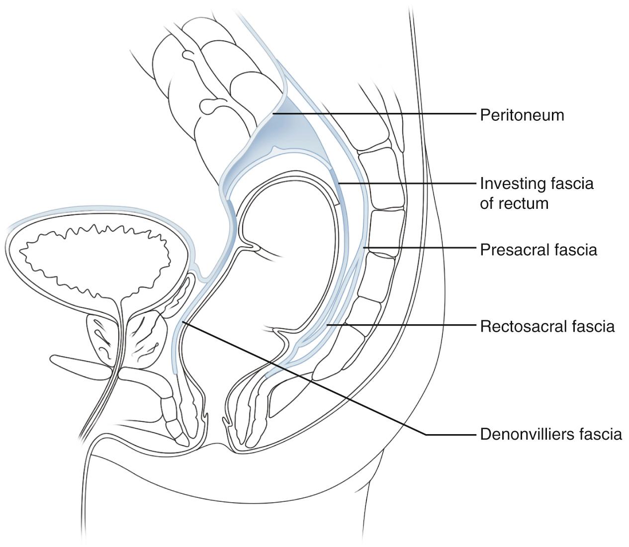 FIGURE 169.7, Pelvic floor fascia.