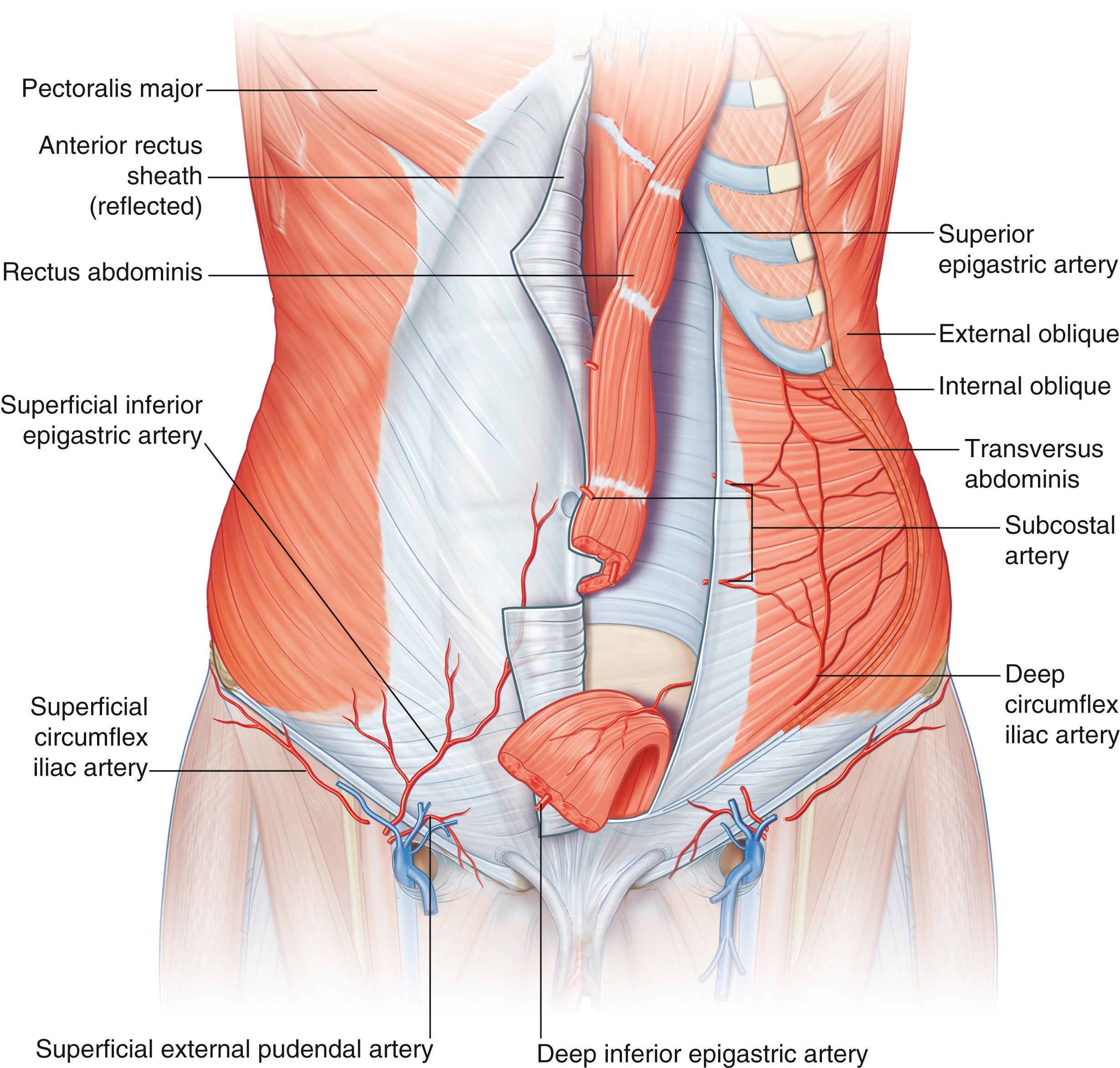 Fig. 71.1, Anatomy of the abdominal musculature with abdominal blood supply.