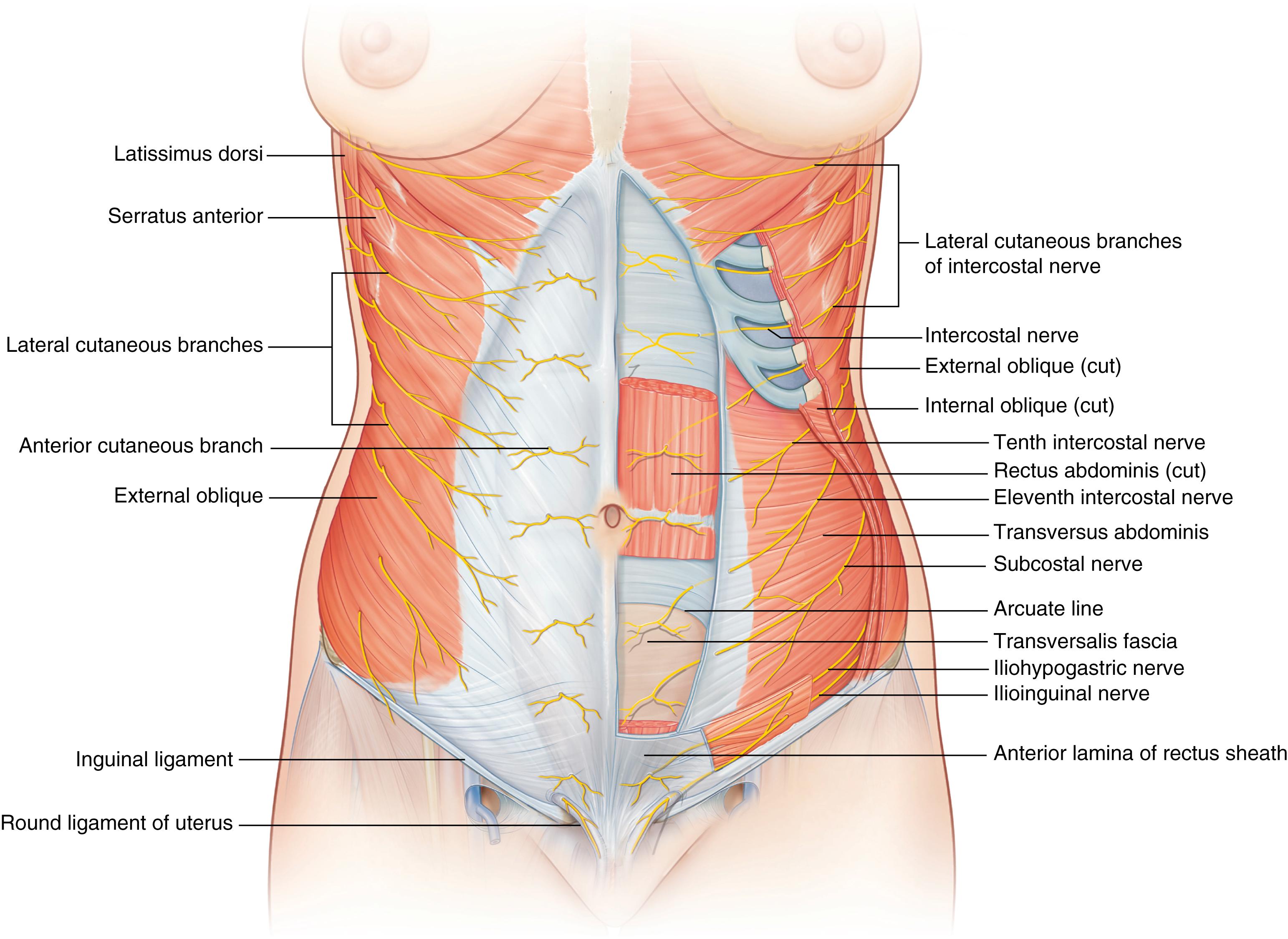 Fig. 71.3, Anatomical nerve supply.