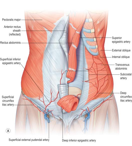 Figure 6.2, (A) Anatomy of the musculature of the abdominal wall with arterial supply. (B) Arcuate line and linea semilunaris.