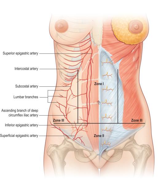 Figure 6.3, Zones of blood supply (Huger WE, 1978).