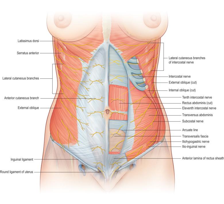 Figure 6.4, Abdominal nerves.