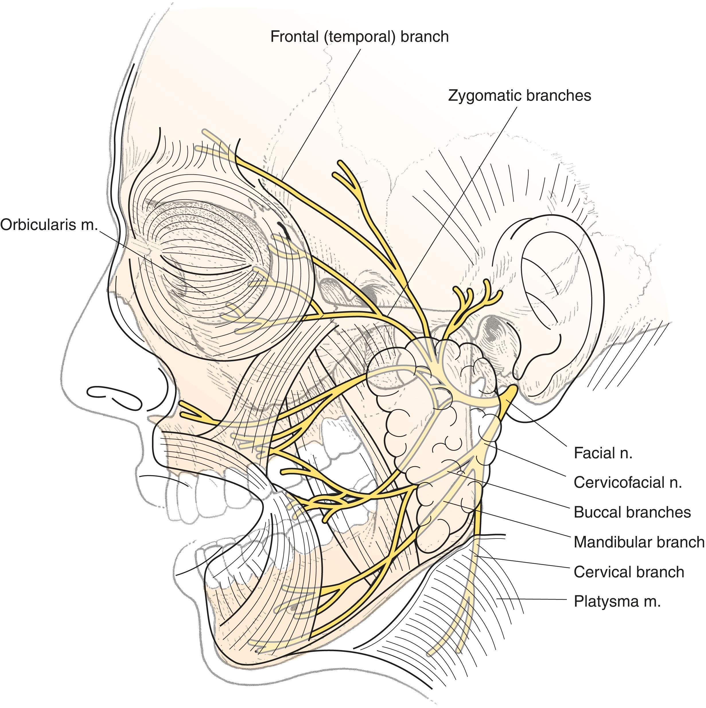 Figure 9.1, Branches of the facial nerve.