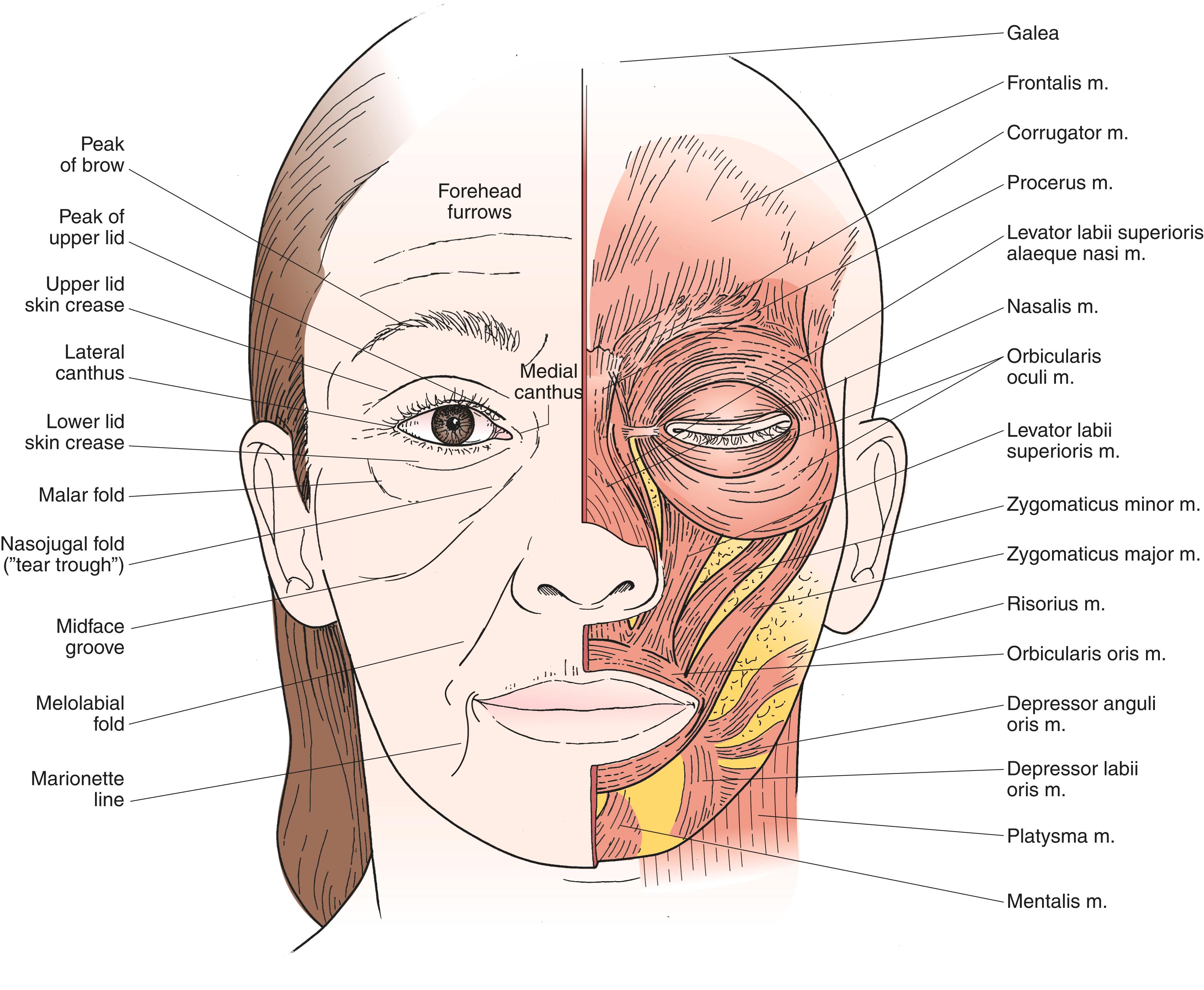 Figure 9.4, Muscles of facial expression.