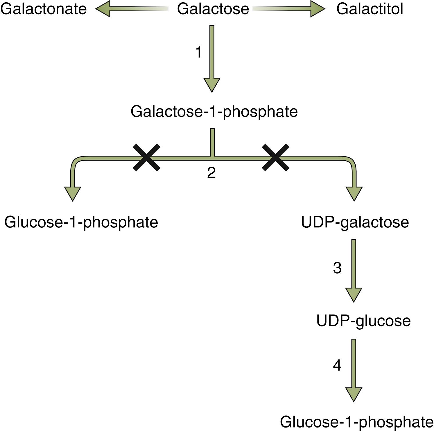 Fig.73.1, Galactose Metabolism.