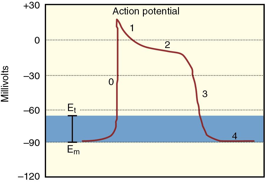 Fig. 8.2, Anatomy of the conduction system for transmission of cardiac electrical impulses. Representation of a ventricular action potential. There are five phases of the action potential beginning with phase 0, rapid depolarization by sodium influx. Phase 1 is a rapid repolarization via potassium efflux followed by phase 2 or the plateau phase. The plateau phase results from entry of calcium into the cell and potassium efflux. Phase 3 repolarization is dominated by potassium currents, which polarize the cell, and the potassium inward rectifier maintains the resting potential or phase 4.