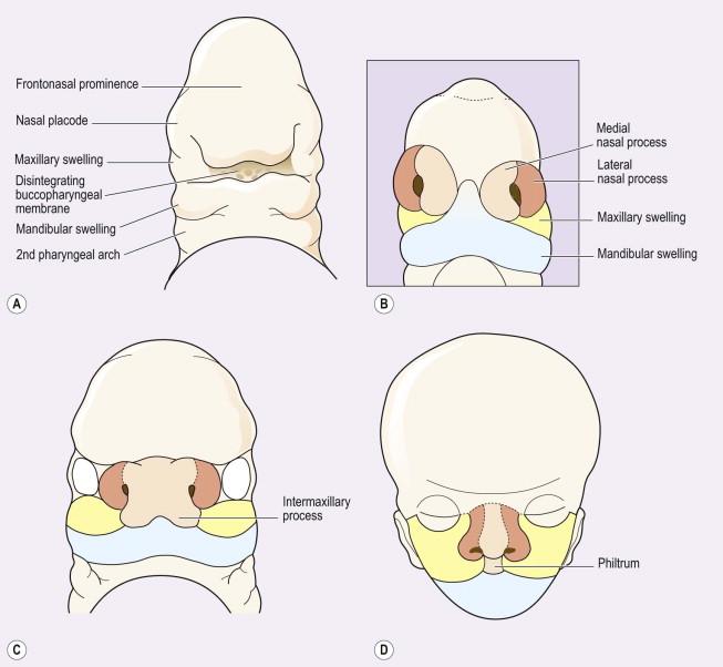 FIGURE 13-1, Embryology of the face. (A) 5-week fetus. (B) 6-week fetus. (C) Late 7th week. (D) 10th week.