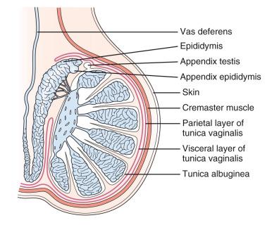 Figure 125.5, A schematic drawing of the scrotum and its contents as seen in the longitudinal plane through a single testis.