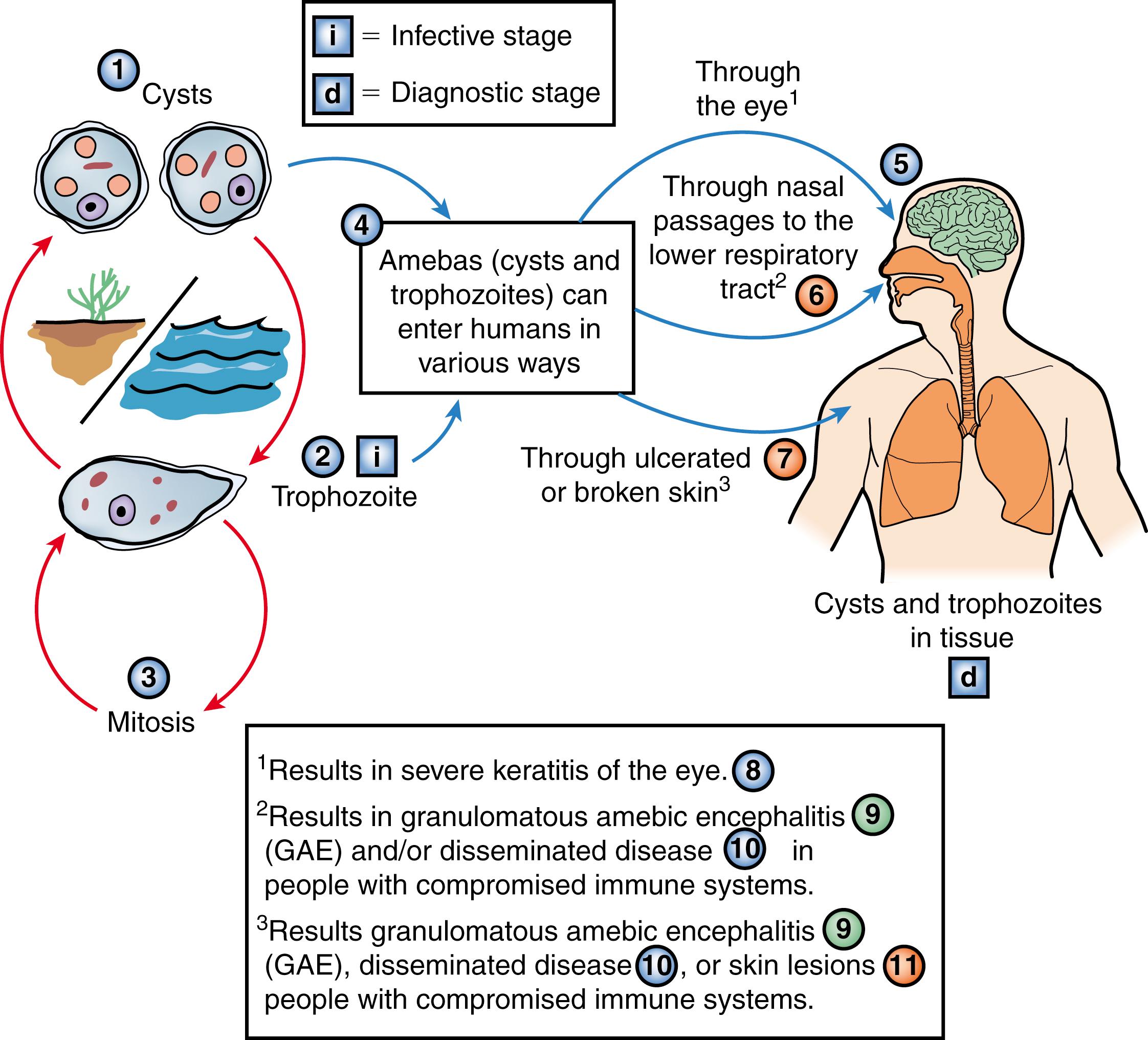 FIGURE 270.1, Life cycle of Acanthamoeba. Acanthamoeba has 2 stages, (1) cysts and (2) trophozoites, in its life cycle. The trophozoites replicate by ( 3) mitosis. The trophozoites are the infective forms, although both cysts and trophozoites gain entry into the body (4) through various means. Entry can occur (5) through the eye and lead to severe keratitis in otherwise healthy people, particularly contact lens users. Entry can also occur (6) through the nasal passages, or (7) broken skin, and Acanthamoeba can spread through hematogenous dissemination to cause granulomatous amebic encephalitis, skin lesions, or disseminated disease in people with compromised immune systems.