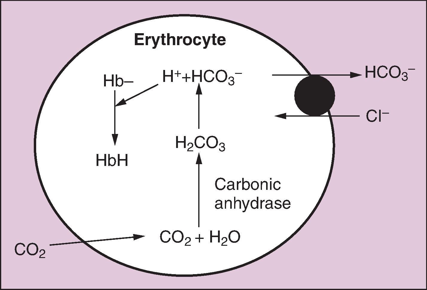 Fig. 22.3, Hemoglobin buffering system: Carbon dioxide freely diffuses into erythrocytes, where it combines with water to form carbonic acid, which rapidly deprotonates. The protons generated are bound up by hemoglobin. The bicarbonate anions are exchanged back into plasma with chloride.