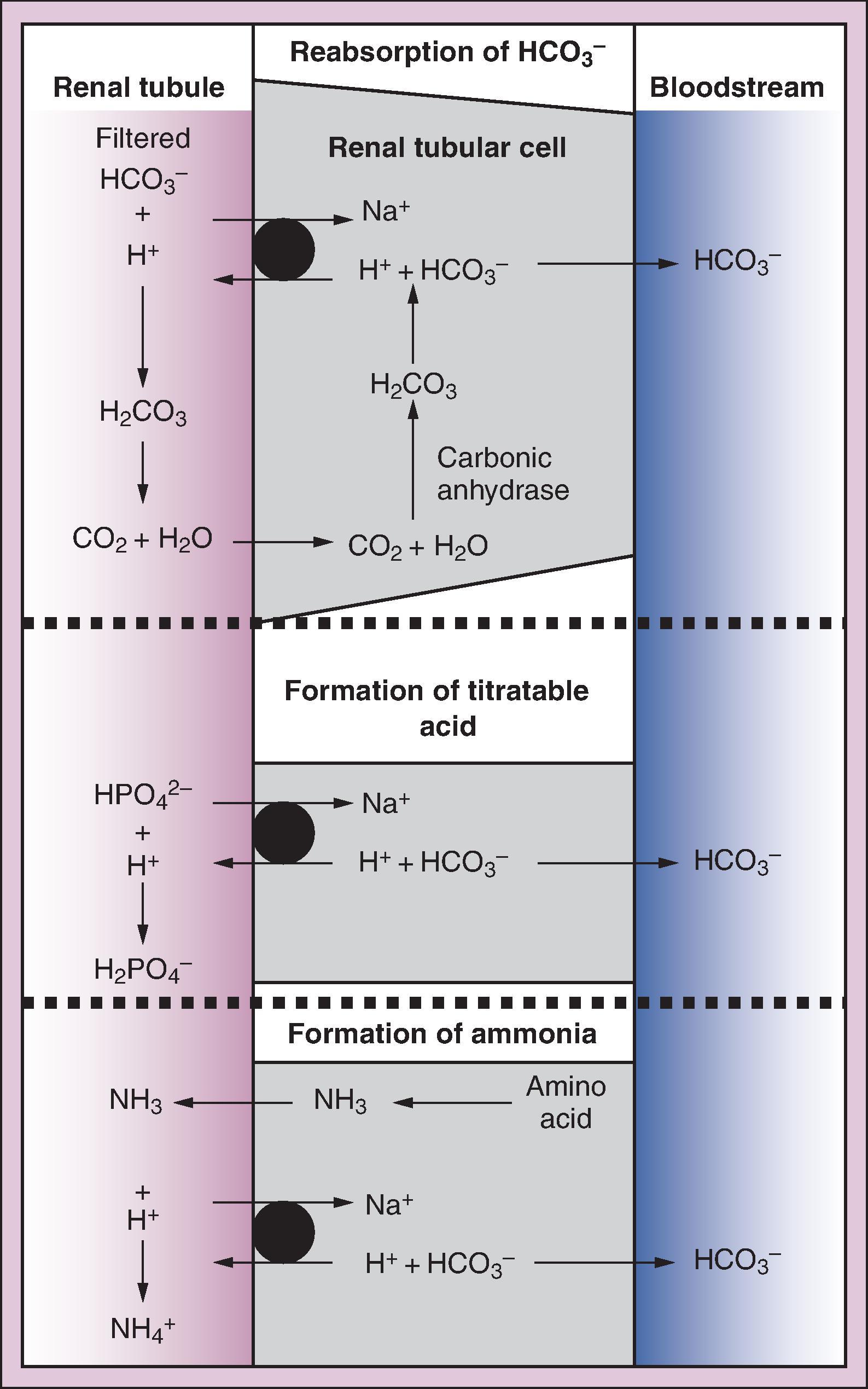 Fig. 22.4, Three mechanisms of renal compensation during acidosis to sequester hydrogen ions and reabsorb bicarbonate: (1) reabsorption of the filtered HCO 3 − , (2) excretion of titratable acids, and (3) production of ammonia.