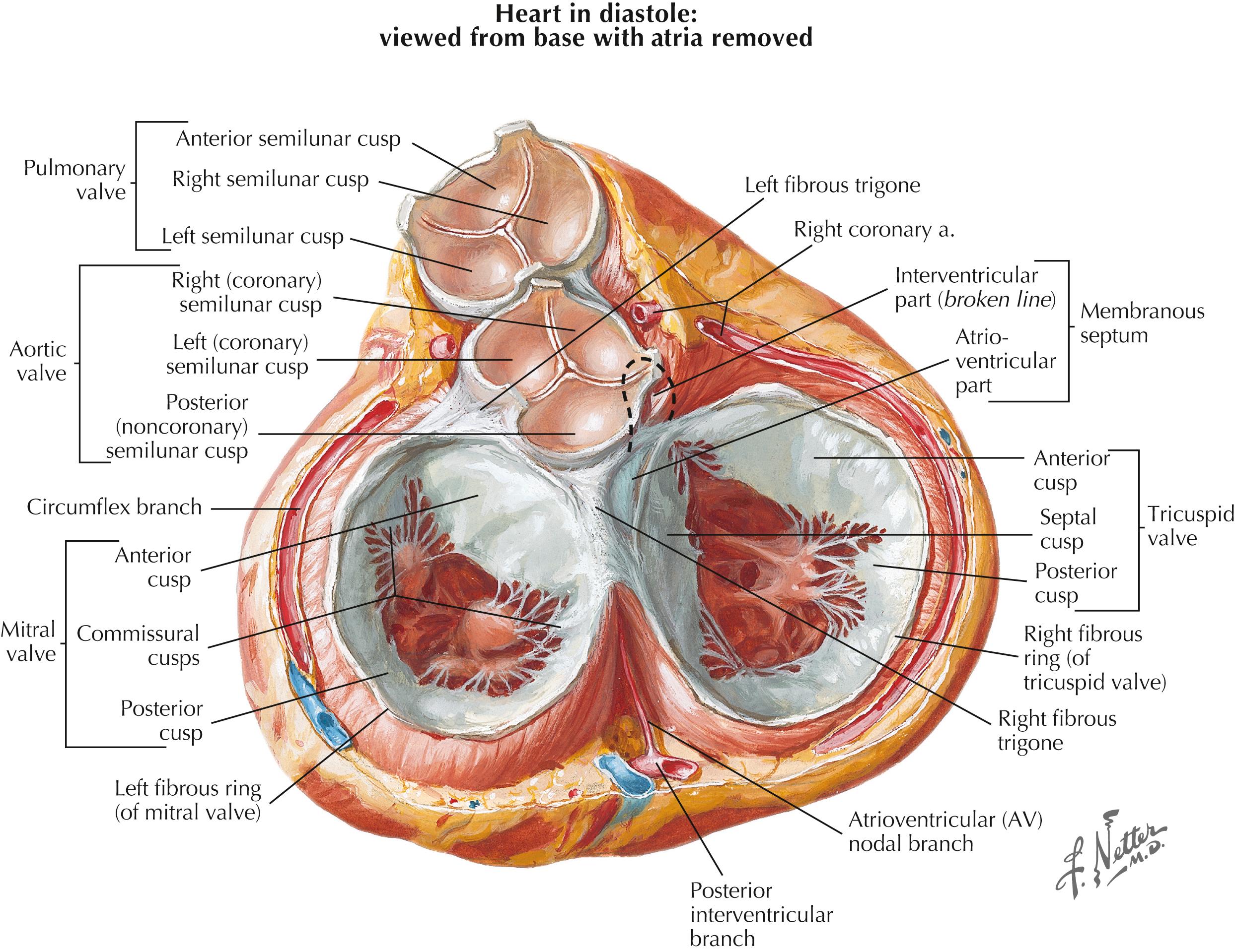 Fig. 61.2, Fibrous cardiac skeleton. The base of the heart contains an integrated ‘skeleton’ of connective tissue which invests the tricuspid, mitral, and aortic valves. Note the close anatomic relationship of these valves to each other, the coronary circulation, and the electrical conduction system of the heart.