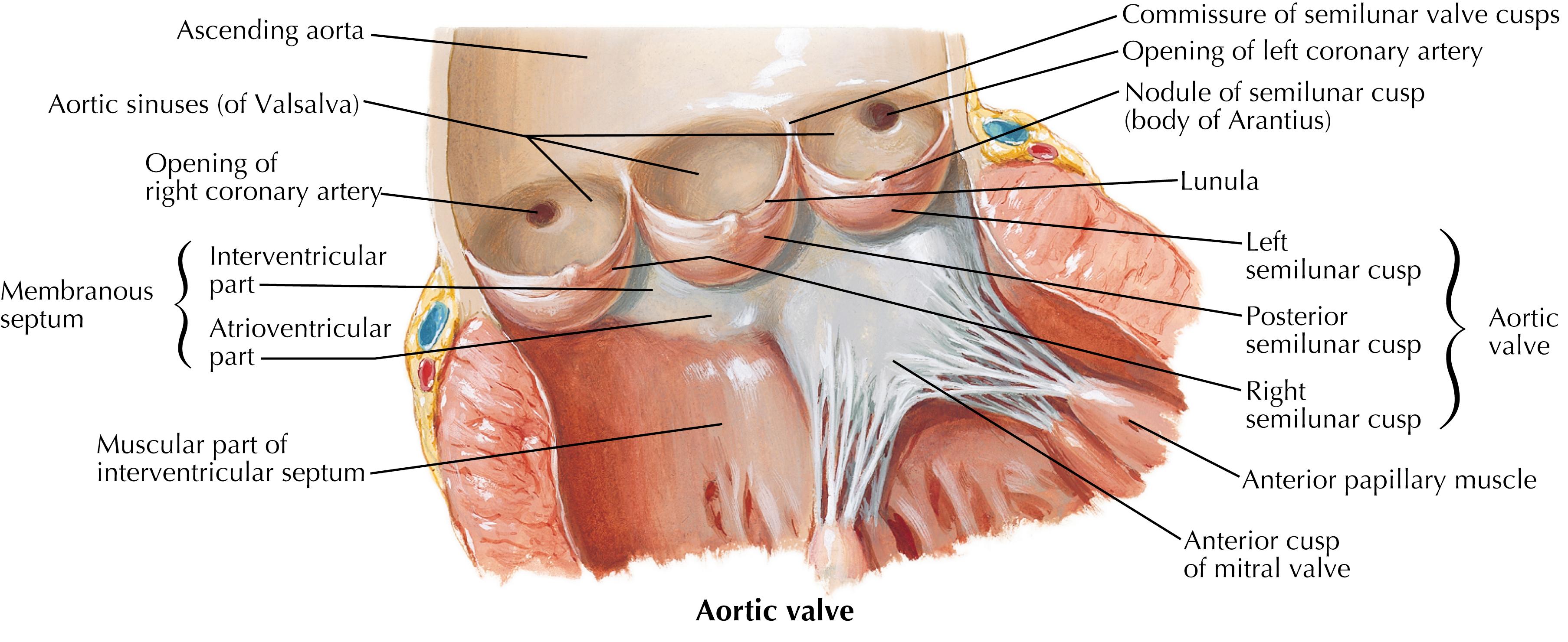 Fig. 61.7, Sinuses of Valsalva. The coronary arterial circulation originates at the Sinuses of Valsalva, gentle dilatations of the aorta just distal to the valve proper which impart important facilitation to valve closure and coronary and blood flow.