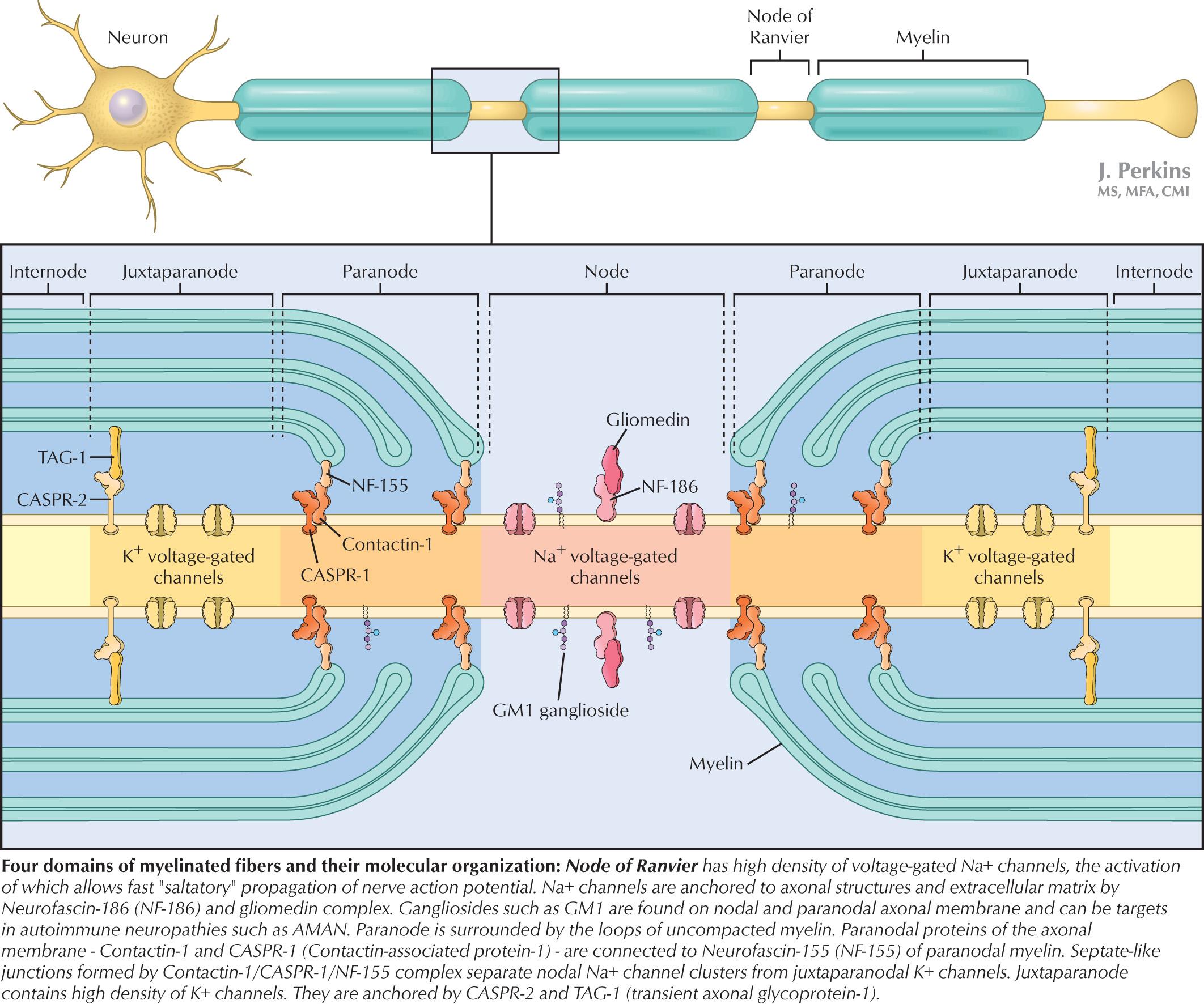 Fig. 67.5, Anatomic Organization of Myelinated Nerve Fibers and Its Subdivisions.