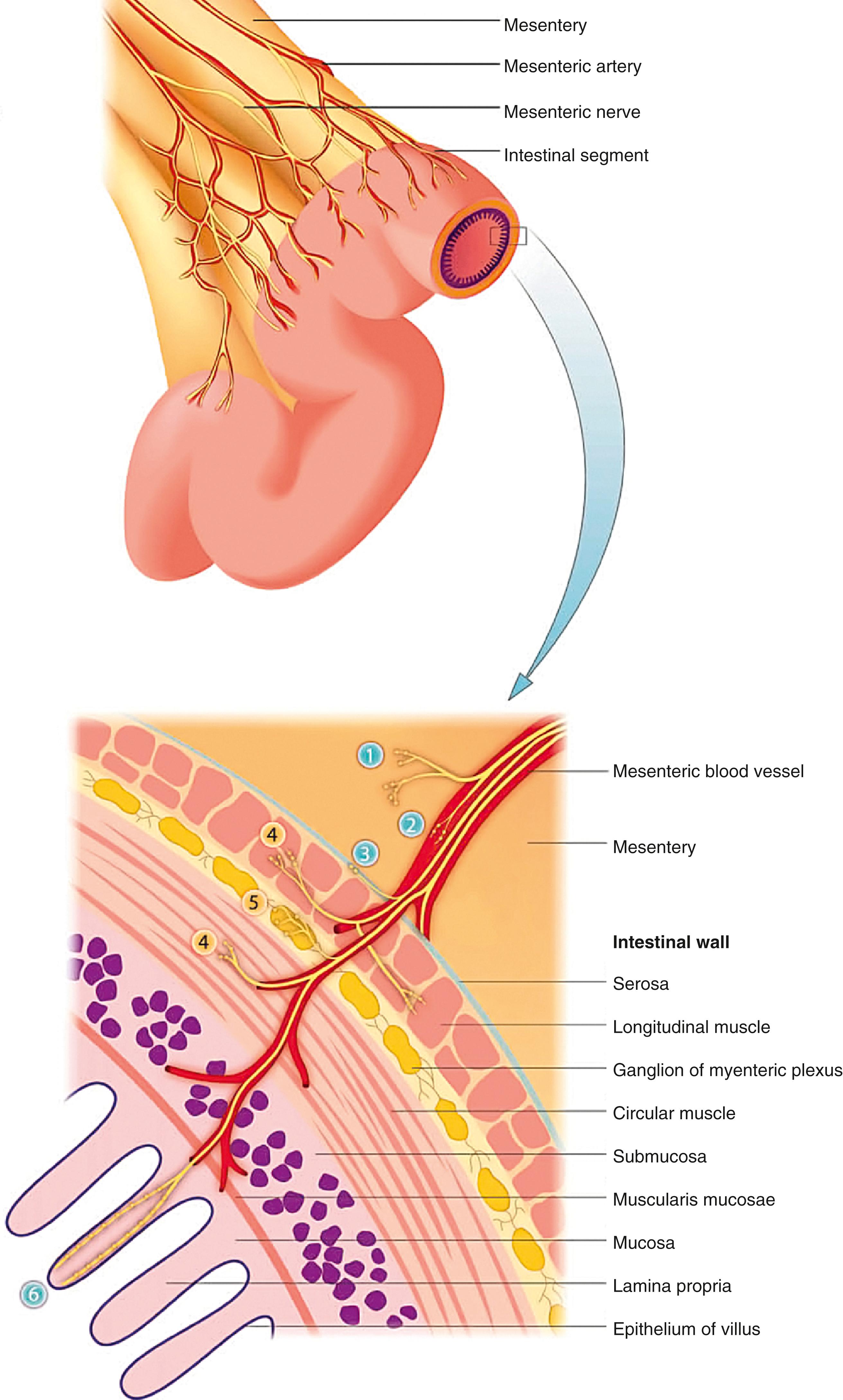 Fig. 11.1, Sensory innervation of the GI tract. The distribution of afferent sensory nerve endings in the intestinal wall is shown, as follows: (1) mesentery, (2) mesenteric blood vessels, (3) serosa, (4) intramuscular arrays (vagus nerves only), (5) intraganglionic laminar endings (vagus and pelvic nerves only), (6) mucosa. The principal contributors to nociception are 1, 2, 3, and 6.