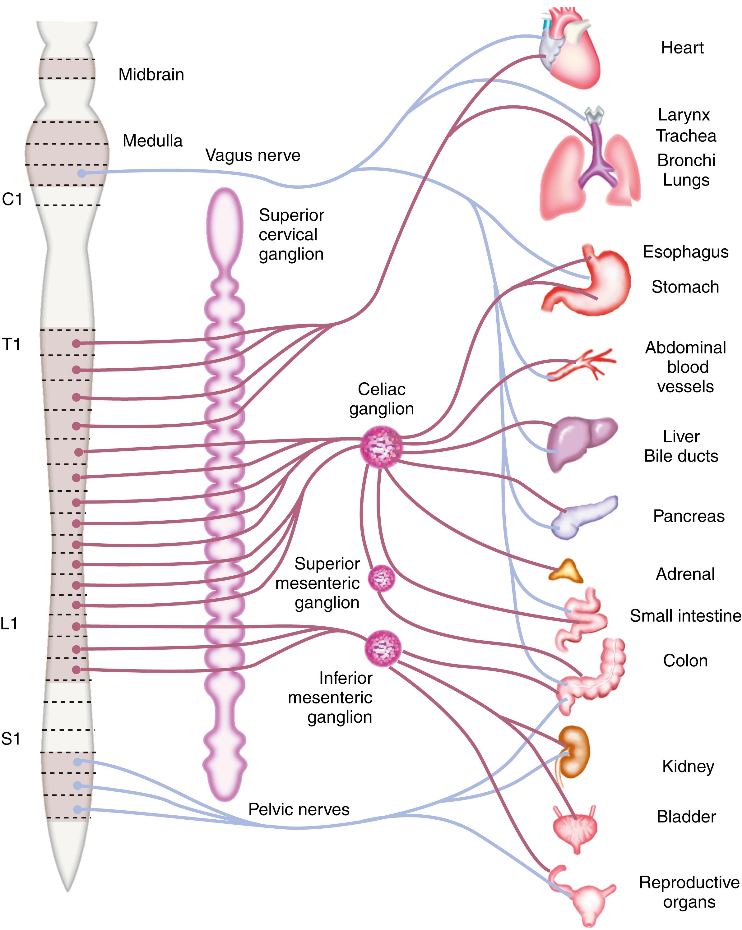 Fig. 11.2, Pathways of visceral sensory innervation. The visceral afferent fibers that mediate pain travel with autonomic nerves to communicate with the central nervous system. In the abdomen, these fibers include the vagal and pelvic parasympathetic nerves and thoracolumbar sympathetic nerves. Sympathetic fibers (red lines) ; parasympathetics (blue lines) . Spinal cord levels: C , Cervical; L , lumbar; S , sacral; T , thoracic.