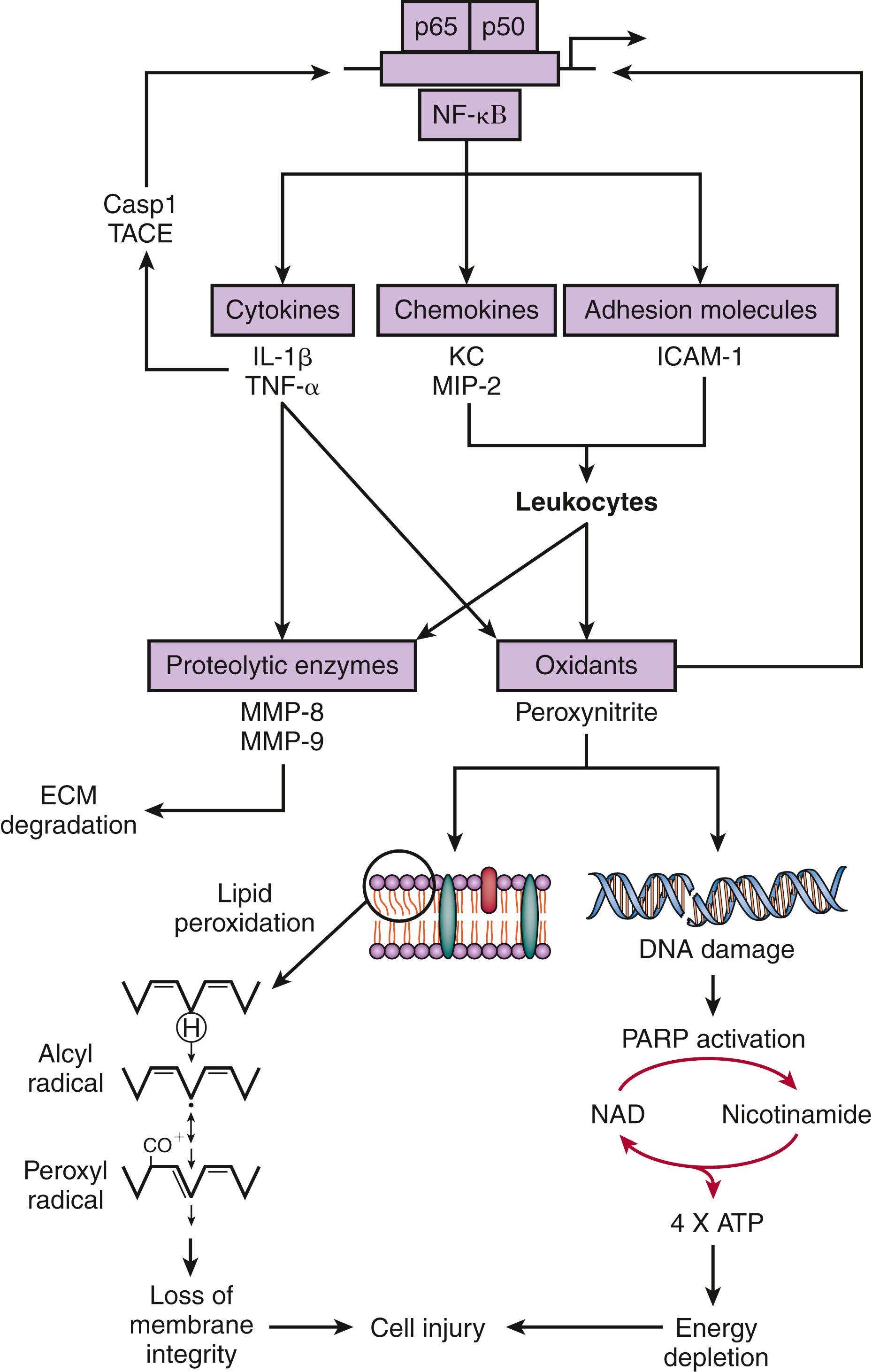 Figure 40.4, Mechanisms of brain damage in experimental pneumococcal meningitis. NF-κB, a transcriptional activator of many genes involved in the pathogenesis of bacterial meningitis, encodes host factors including proinflammatory cytokines, chemokines (e.g., interleukin [IL]-8), and adhesion molecules. The proinflammatory cytokines IL-1β and tumor necrosis factor (TNF)- α are synthesized as inactive precursors that are processed to mature active forms by proteases (caspase 1 [Casp1], also known as IL-1β–converting enzyme, and TNF-α–converting enzyme [TACE]). IL-1β and TNF-α are potent activators of NF-κB. This process can lead to the uncontrolled expression of proinflammatory mediators and the increased expression of adhesion molecules both on the endothelium (e.g., intercellular adhesion molecule [ICAM]-1) and on neutrophils, leading to a subsequent massive influx of leukocytes into the subarachnoid space. Once present, activated leukocytes release a complex variety of potentially cytotoxic agents including oxidants and proteolytic enzymes (e.g., matrix metalloproteinase [MMP]), which may contribute to tissue destruction. Also, peroxynitrite may cause brain damage through a variety of independent mechanisms. The best studied are the attack of polyunsaturated fatty acids, leading to lipid peroxidation, and an alternative pathway that involves oxidant-induced DNA strand breakage and subsequent poly(adenosine diphosphate ribose) polymerase (PARP) activation, initiating an energy-consuming intracellular cycle that ultimately results in cellular energy depletion and cell death. Both mechanisms likely contribute to cell injury during pneumococcal meningitis. ATP, adenosine triphosphate; ECM, extracellular matrix; KC, keratinocyte-derived chemokine; MIP, macrophage inflammatory protein; NAD, nicotinamide adenine dinucleotide.