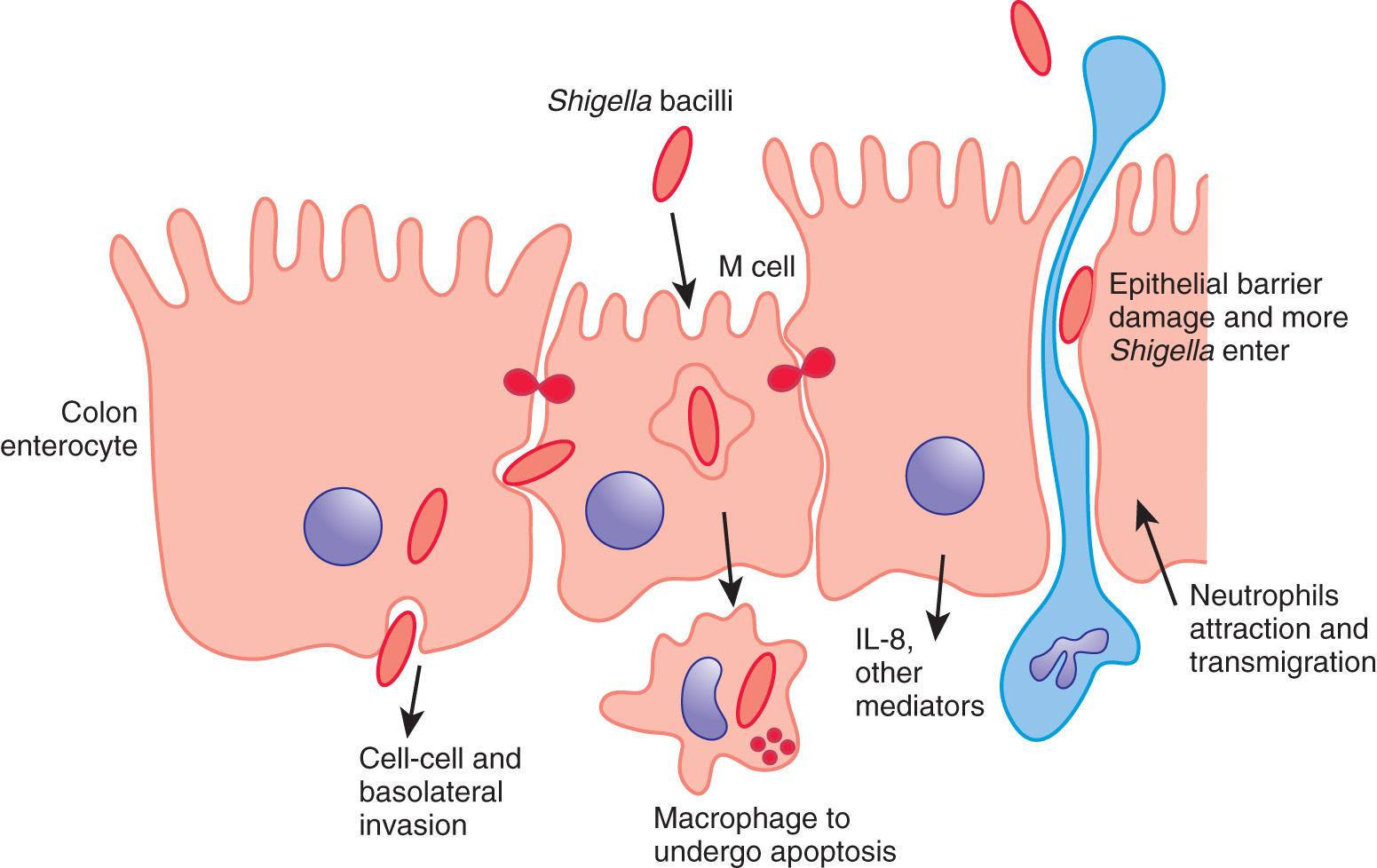 Fig. 366.5, Pathogenesis of shigella infection and diarrhea.