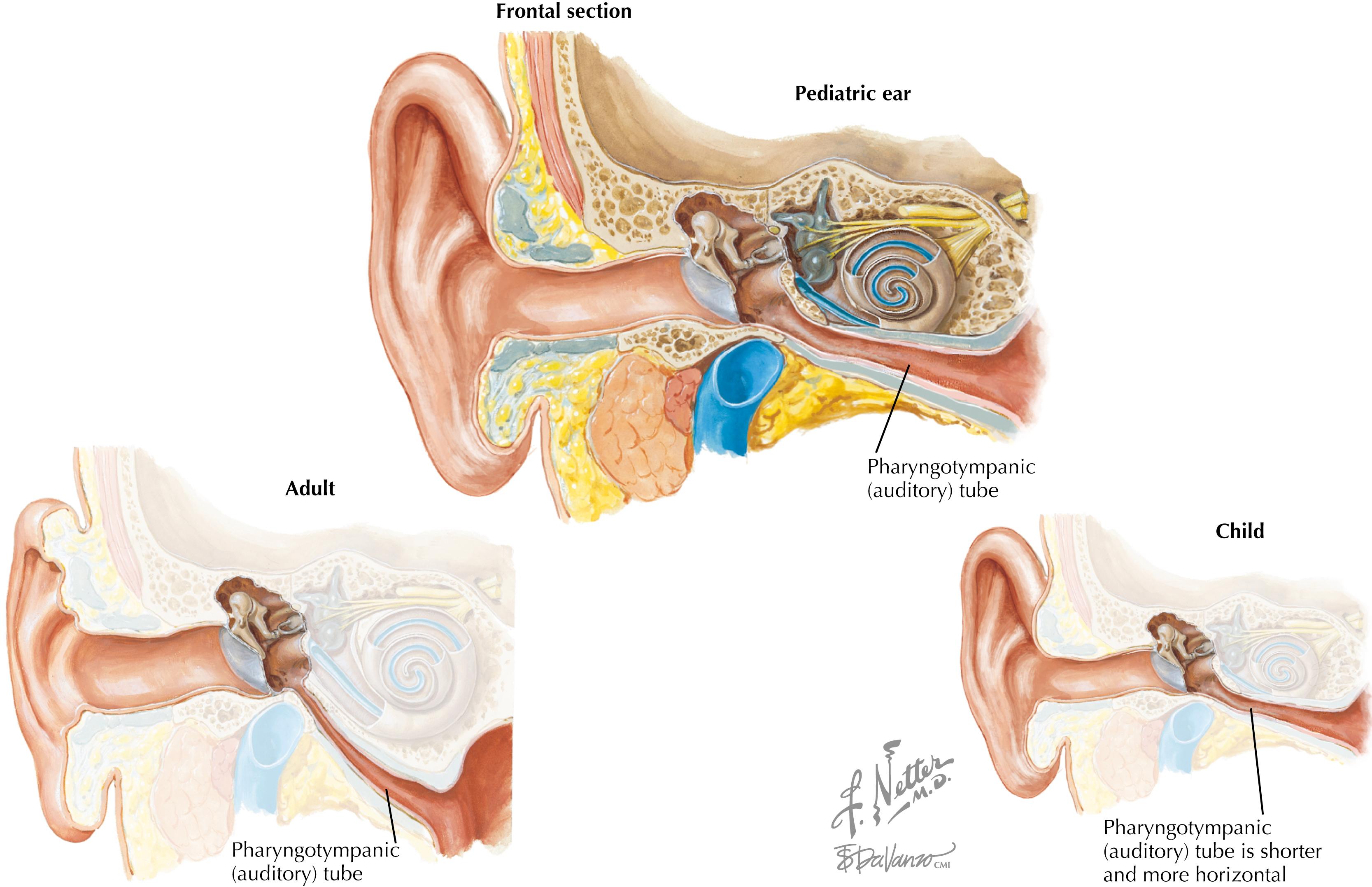 Fig. 32.1, Eustachian tube.