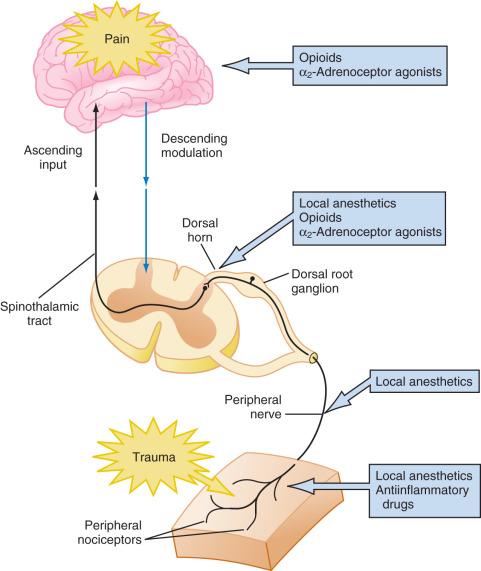 FIGURE 44.4, Schematic diagram of the pain pathways and multimodal measures to provide pain relief.