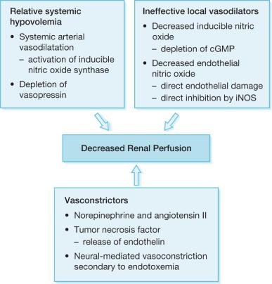 Fig. 31.2, Multifactorial etiology of sepsis-induced acute renal failure (ARF).