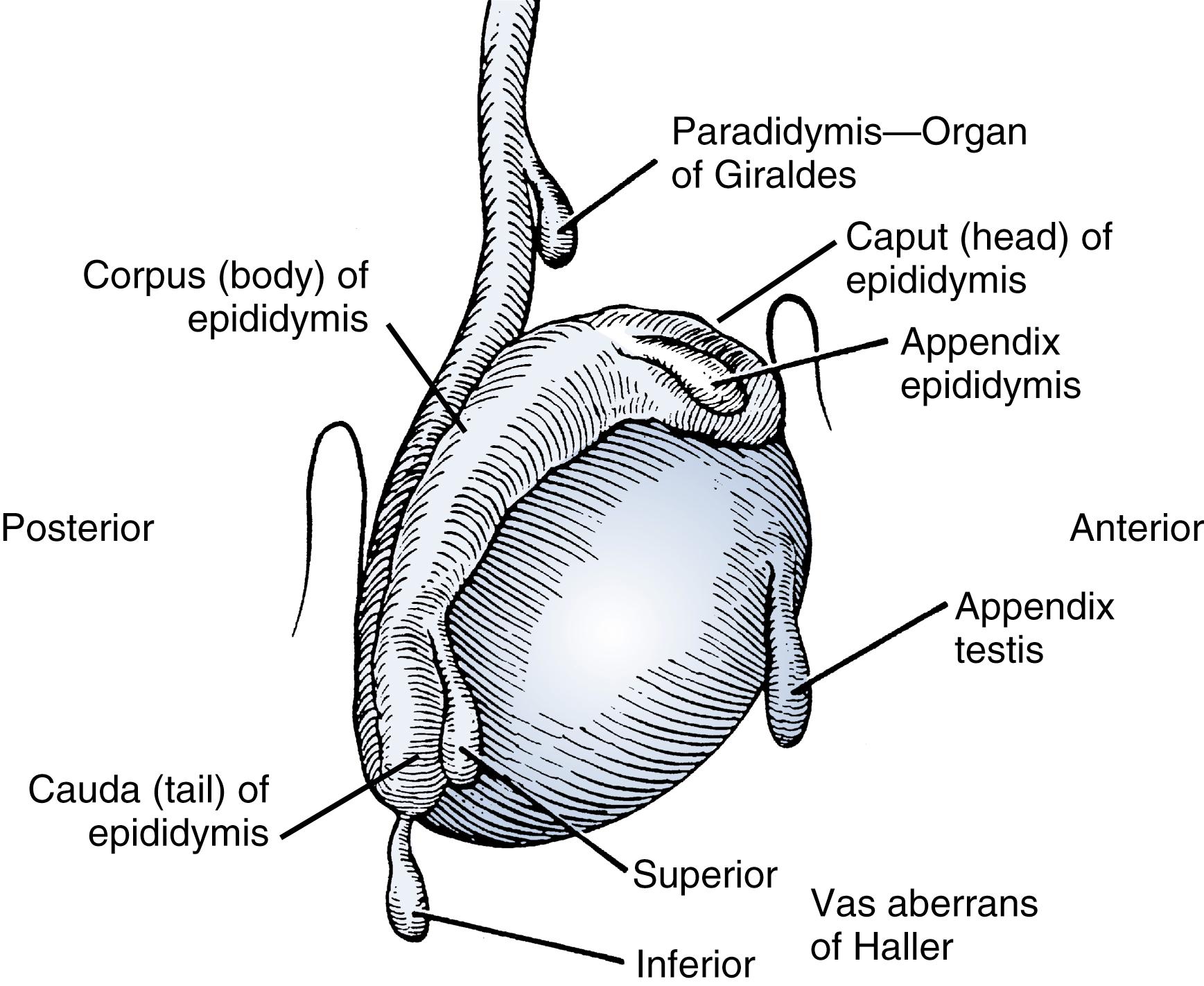 Acute And Chronic Scrotal Swelling Clinical Tree 