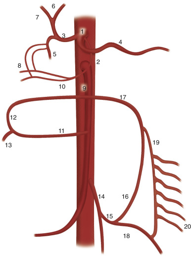 Figure 26-5, Selected collateral pathways of the mesenteric circulation. The celiac artery (1) gives off the common hepatic artery (3), splenic artery (4), and ultimately the gastroduodenal artery (5); the left (6) and right (7) hepatic arteries; and superior pancreaticoduodenal arteries (8). The superior mesenteric artery (9) gives off the inferior pancreaticoduodenal arteries (10) as well as the middle colic (11) artery, which gives off left (12) and right (13) branches. Collateral circulation between the celiac axis and superior mesenteric artery may occur via a persistent direct fetal communication known as the arc of Buehler (2) or via the pancreaticoduodenal arcades, formed by communication of the superior (8) and inferior (10) pancreaticoduodenal arteries. The inferior mesenteric artery (14) gives off the left colic artery (15), which divides into ascending (16) and descending (18) branches. Collateral circulation between the superior and inferior mesenteric arteries may occur through the arc of Riolan (17) or the marginal artery of Drummond (19). Jejunal and ileal branches (20) are also demonstrated.