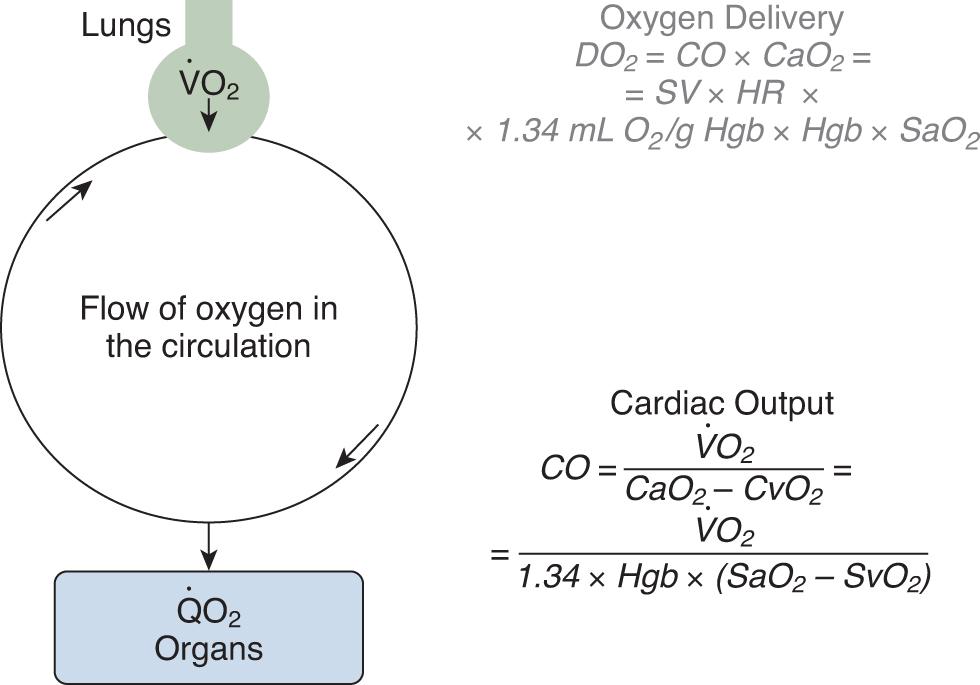 Fig. 9.2, The Fick principle underlies the relationship of O 2 uptake/consumption by peripheral tissues to cardiac output and the oxygen content in arterial and venous compartments. CaO 2 , arterial oxygen content; CO, cardiac output; DO 2 , oxygen delivery; Hgb, hemoglobin; HR, heart rate; SV, stroke volume; Q˙ Q˙ O 2 , oxygen consumption rate; SaO 2 , arterial oxygen saturation; SvO 2 , mixed venous oxygen saturation V˙ V˙ O 2 , oxygen uptake.