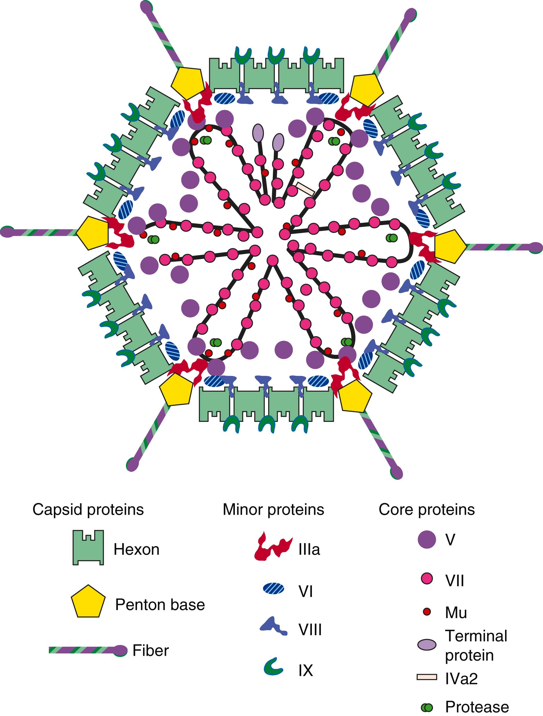 FIGURE 333-1, Adenovirus.