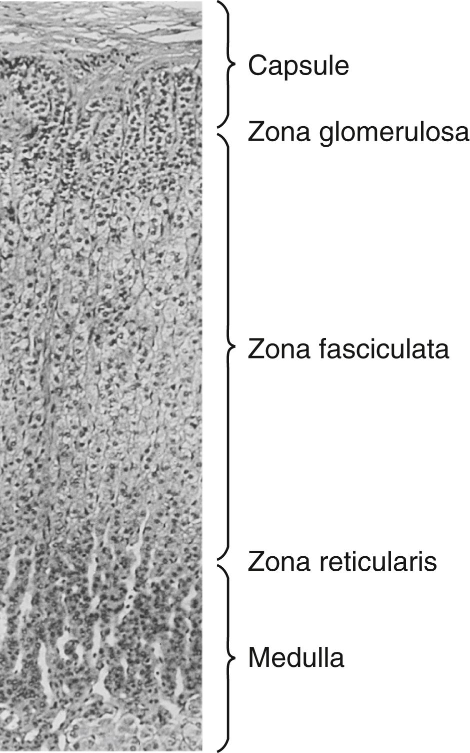 FIGURE 208-2, Histologic section through a normal adult adrenal gland showing the progression (from outside to inside) of the zona glomerulosa, zona fasciculata, zona reticularis, and medulla.