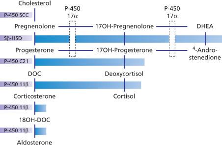 Figure 29.1, Pathways of corticosteroidogenesis.