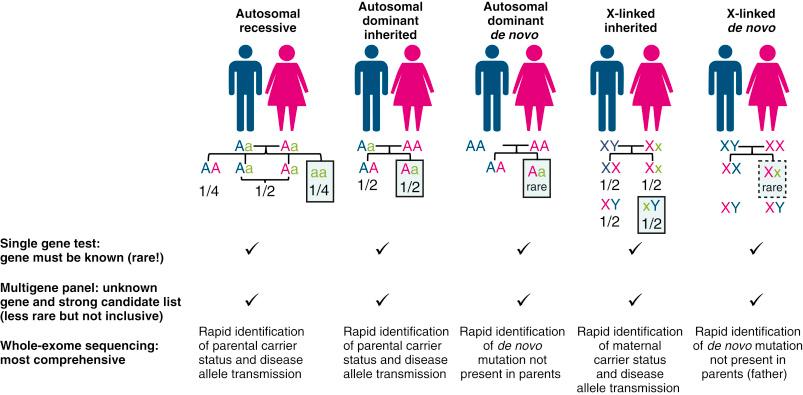 • Fig. 25.1, Patterns of inheritance with application and benefits of whole-exome sequencing testing for each pattern of inheritance. Maternal alleles are shown in pink , paternal alleles are shown in blue . The mutant allele is in lower case in the same colour as the parental allele for inherited mutations, and in green for de novo mutations. A,a, autosomal; X,x, X-chromosomal; Y, Y-chromosomal.