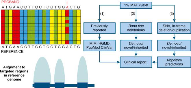 • Fig. 25.3, Interpretation of whole-exome sequencing (WES) results. Top left, Fragments are aligned to the reference genome to identify their sequence content and location and any differences between the proband’s (i.e. fetal) sequence and the reference sequence (heterozygous A/T in this example). Bottom left, The ultimate ideal alignment provides high coverage over exons and exon–intron boundaries but no coverage over introns. Right, All differences between the probands and reference sequence are bioinformatically analysed and then interpreted by the laboratory director who redacts the result report. First, variants are filtered for a minor allele frequency (MAF) of less than 1%. Next, (1) databases such as Online Mendelian Inheritance of Men (OMIM), Human Genome Mutation Database (HGMD), Clinical Variation database (ClinVar) and literature (PubMed) are searched to find previously reported disease-causing mutations or the exome Aggregation Consortium (ExAc) for benign variants; (2) bioinformatics tools are used to determine the functional consequence of the sequence variant to determine that it is a true ( bona fide ) deleterious change (e.g. nonsense, frameshift mutations); or (3) a nonsynonymous missense single-nucleotide variant (SNV) or in-frame deletion or duplication. It will then be determined whether potentially significant sequence variants are inherited or de novo in the affected proband. Finally, algorithms, such as Polyphen, SIFT or Mutation Taster, are used to predict if the sequence variants are damaging to the protein’s function.