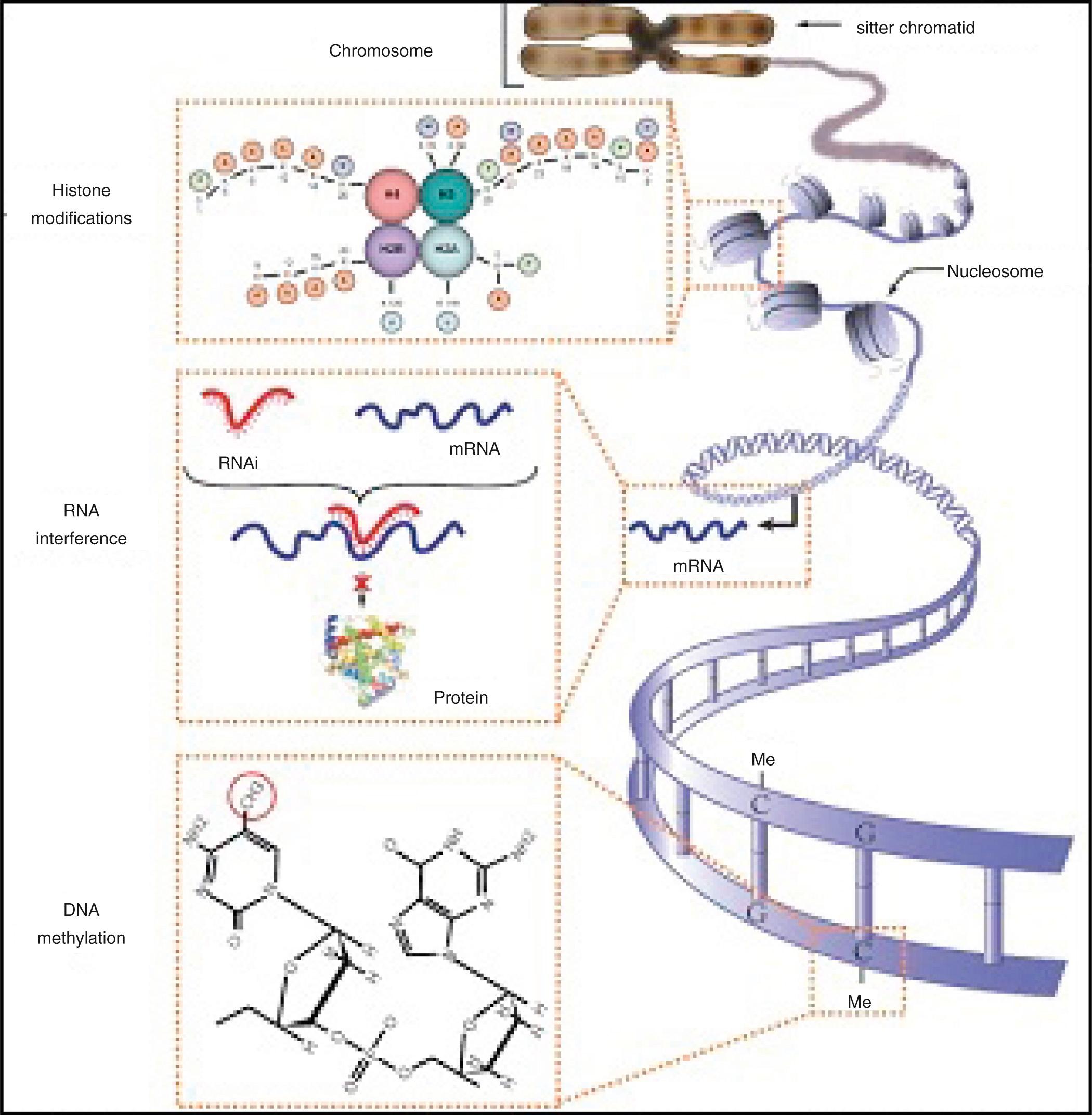 Fig. 14.2, Examples of epigenetic mechanisms: Histone modification, RNA interference (micro RNA), and DNA methylation. These mechanisms interact with DNA or mRNA to control gene expression. A nucleosome is the building block of chromatin, consisting of 146 base pairs wrapped tightly around nuclear proteins called histones. Histones are modified at the N-terminal tail, altering nucleosome structure and regulating transcription. RNA interference involves regulation of post-transcriptional expression of mRNA by noncoding segments of RNA called microRNAs. DNA methylation is characterized by addition of a methyl group to cytosine when it precedes guanine, frequently at the DNA promoter region. Regions in which methylation occurs are more tightly coiled, hiding the promoter region and limiting gene expression. In less methylated areas, the promoter is open, allowing for DNA transcription.