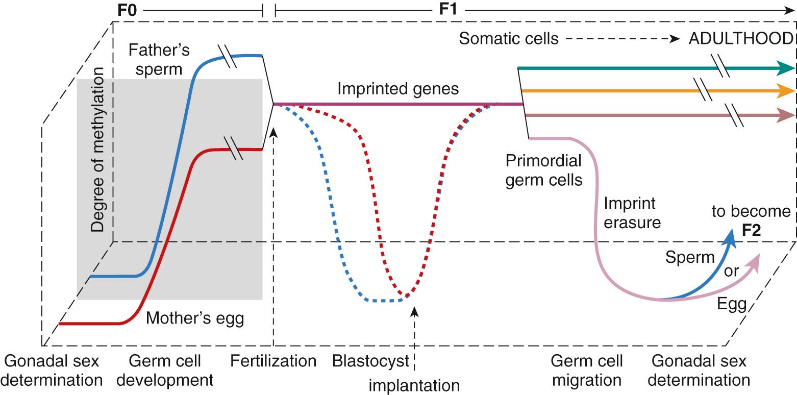 Fig. 14.3, Potential periods in which environmental toxicants may impact the phenotype of the developing fetus by epigenetic modifications such as DNA methylation. F0 = parental germ cell development; F1 = the developing fetus; F2 = future generation(s).